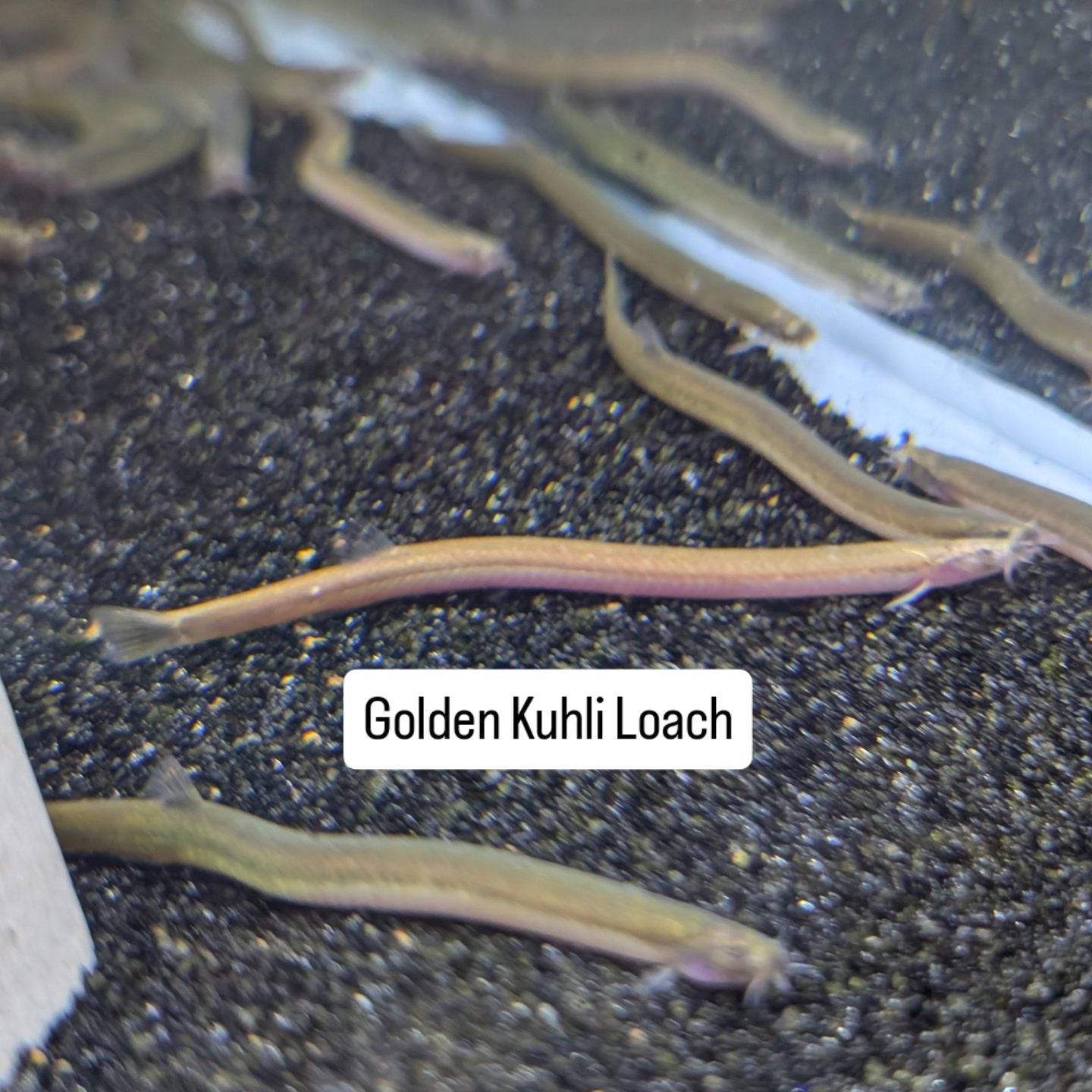 Golden Kuhli Loach