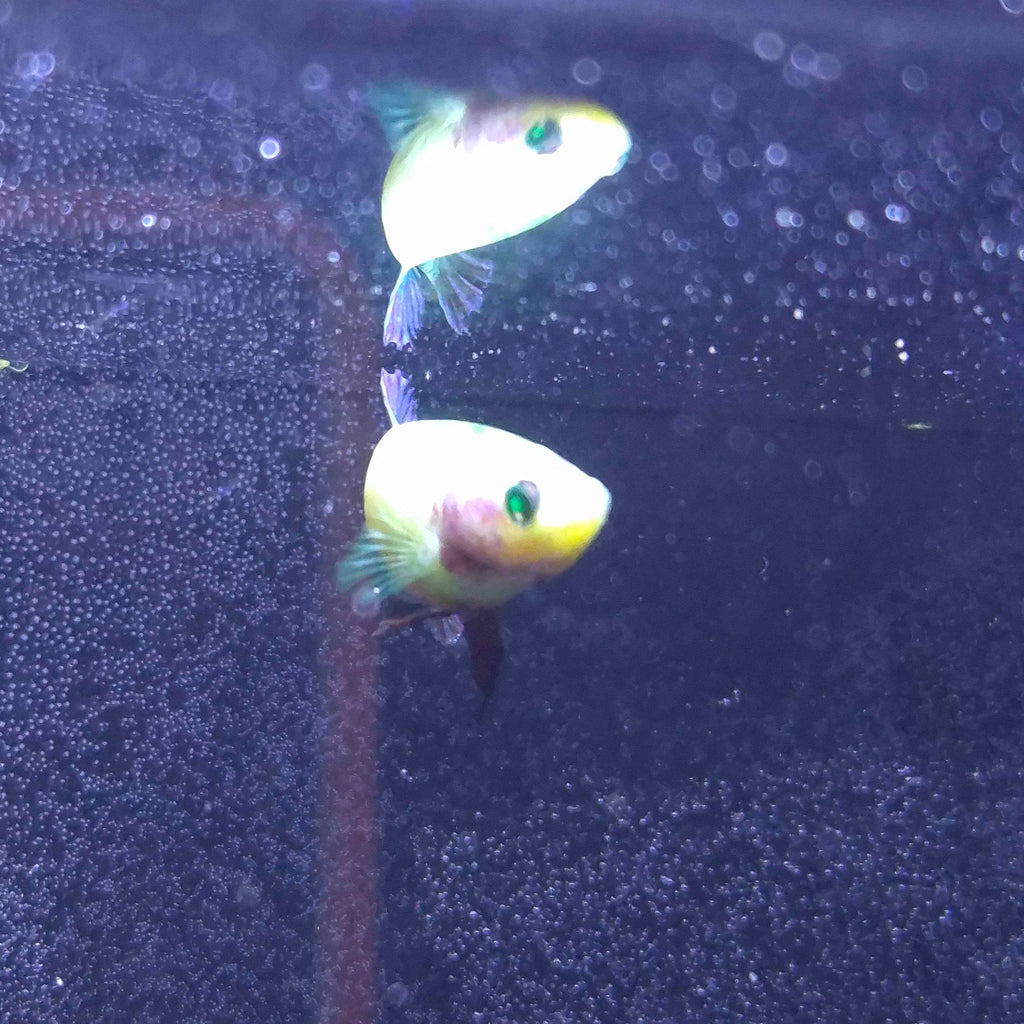 Yellow Red Plakat Green Eyed Hulk Betta Female F0019