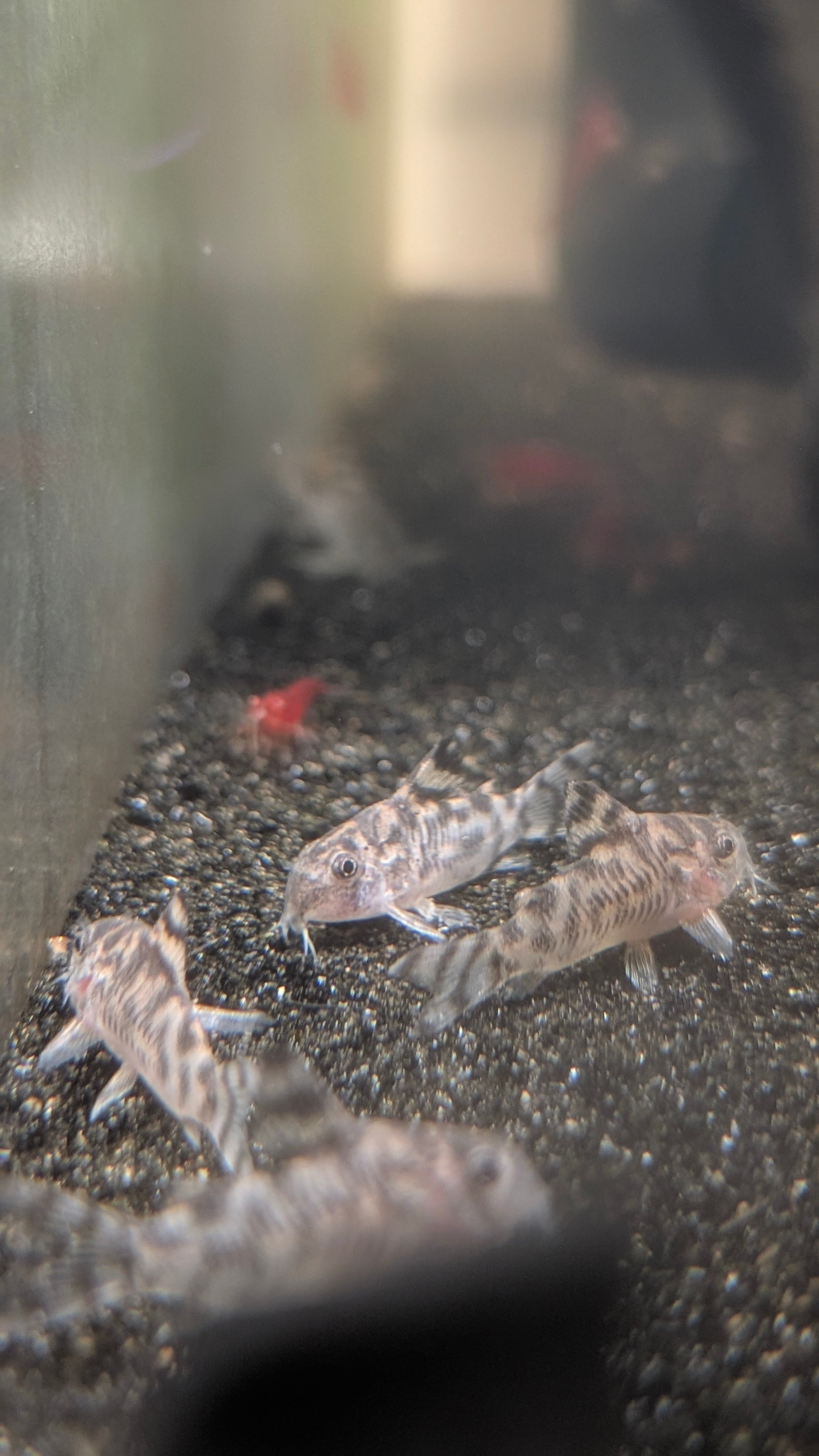 Vulcan Corydora CW111