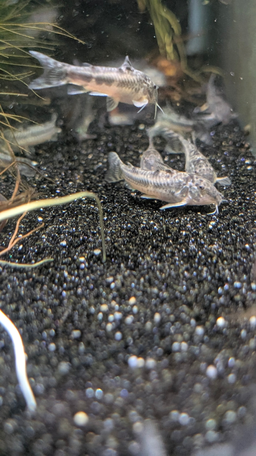 Aspidoras Raimundi