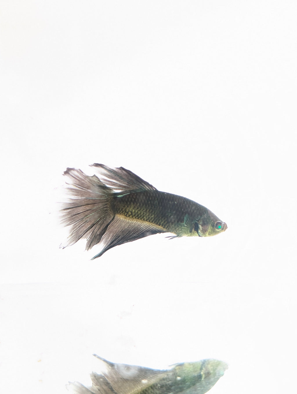 Halfmoon Green / Black Green Eyed Hulk Betta Male M0021