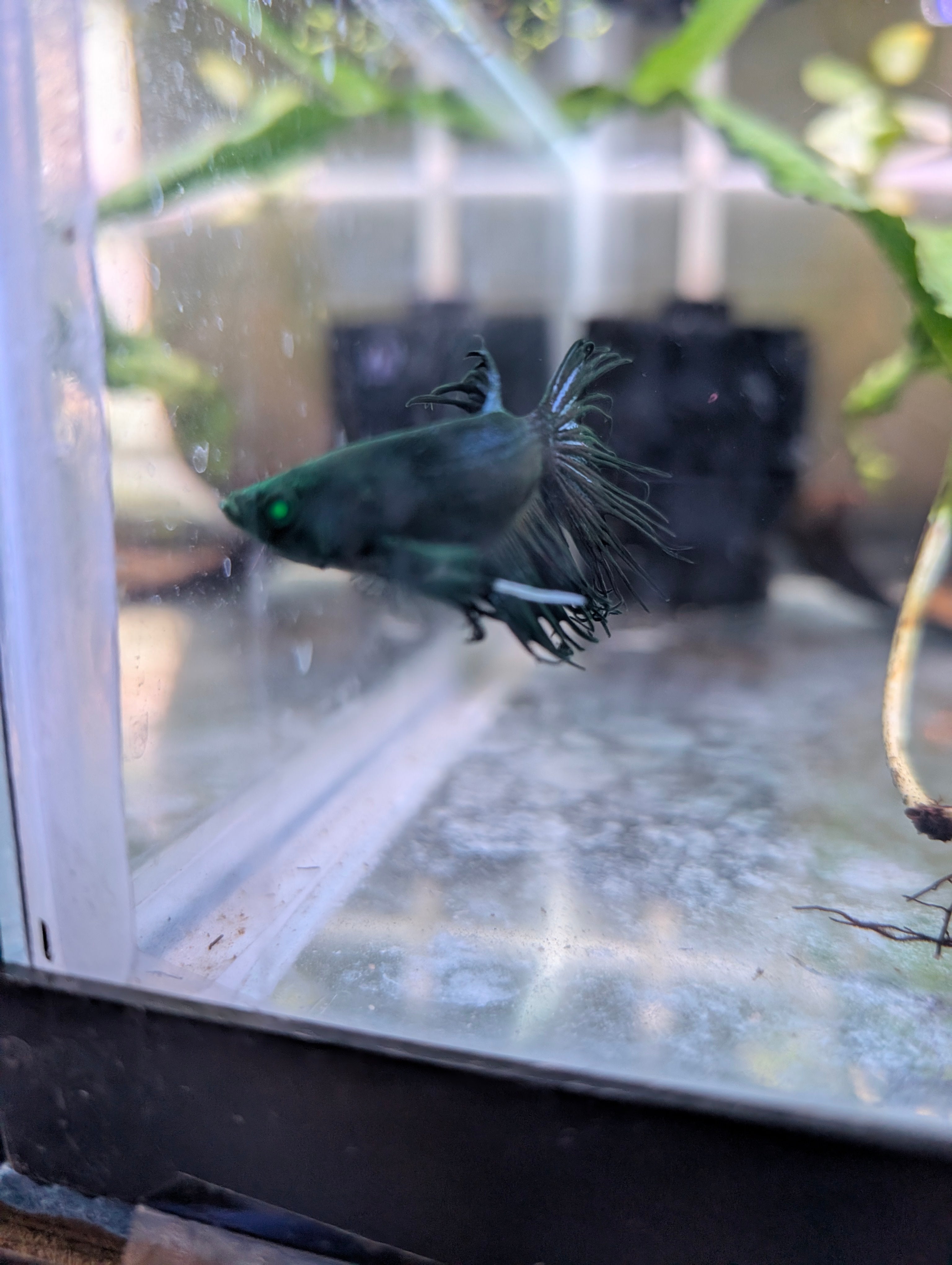 Crown Tail Green Blue Hulk Betta (Male) MC003