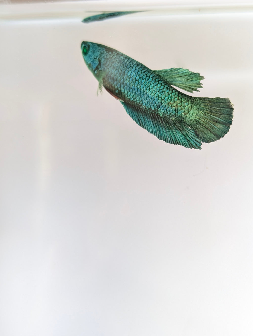 Plakat Green/ Blue Green Eyed Hulk Betta Female F0007