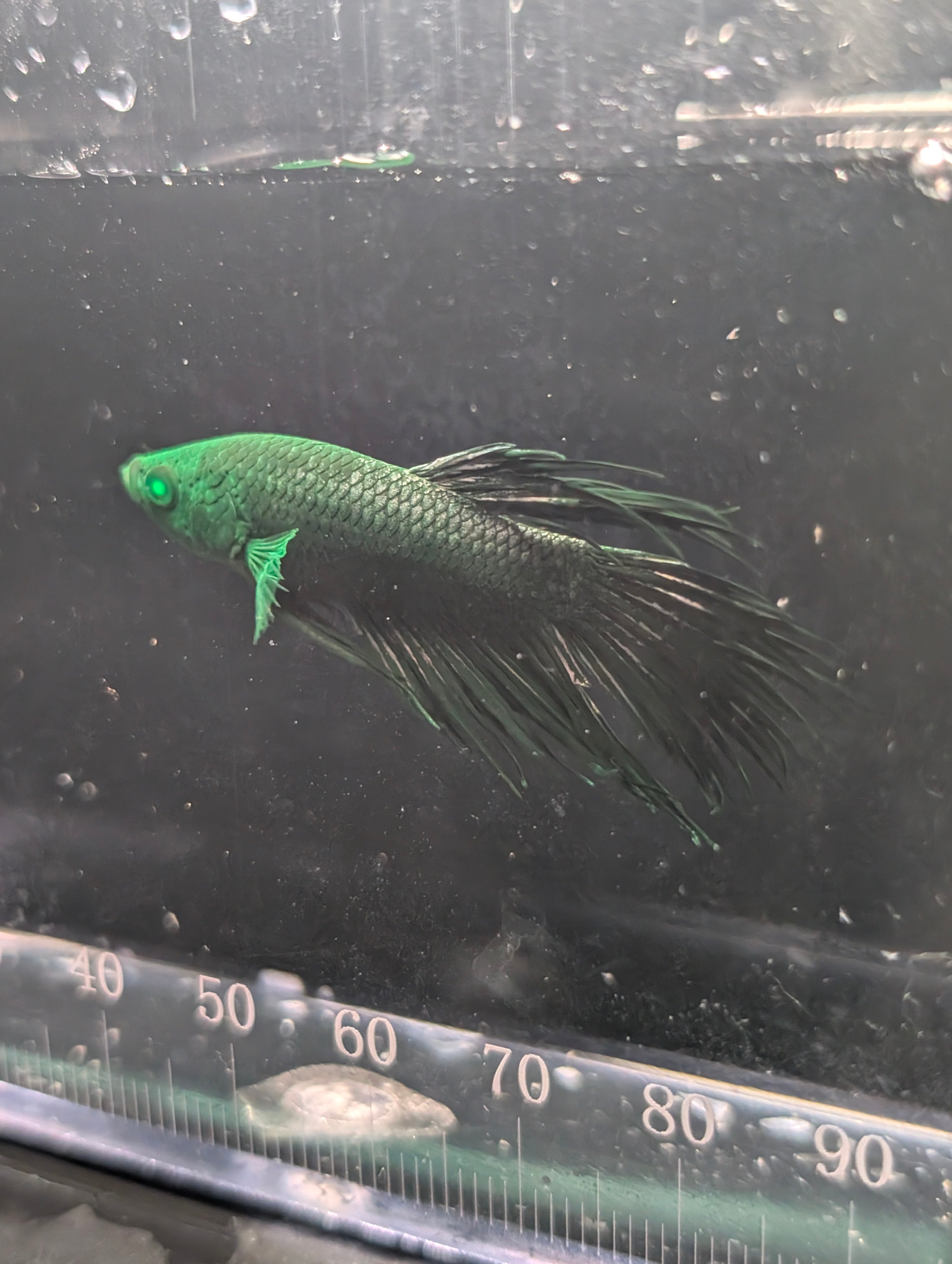 Crown Tail Green Hulk Betta Male M0007