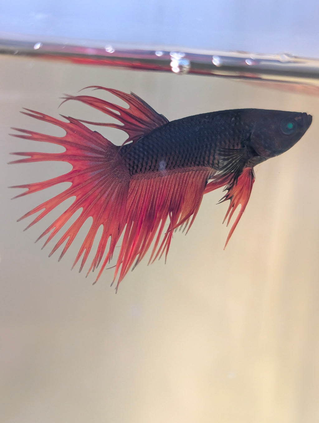 Crown Tail Green Hulk Betta Male M0008