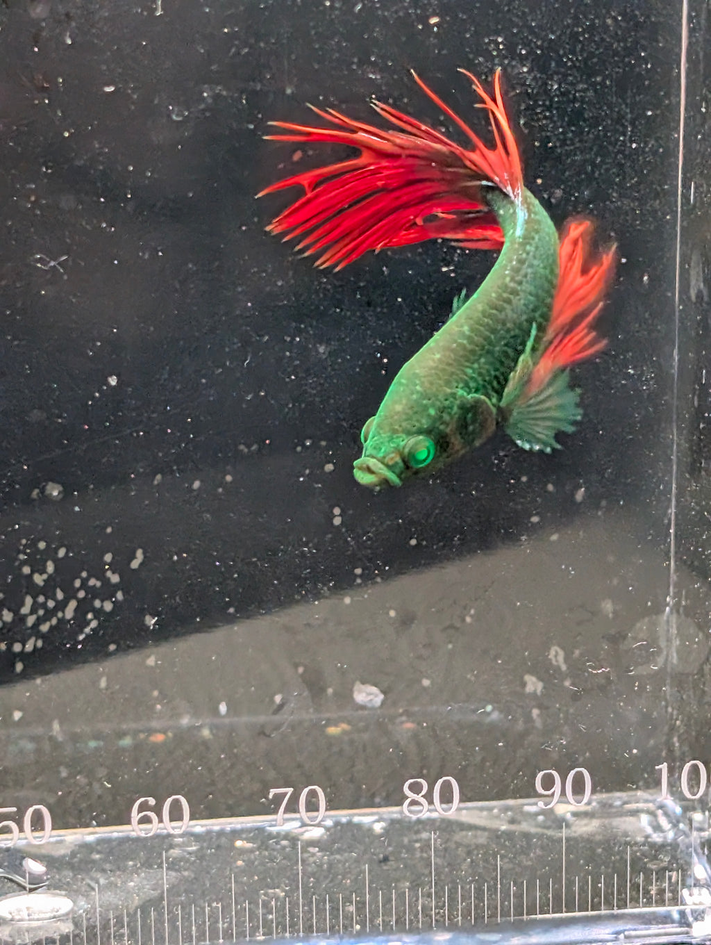 Crown Tail Green Hulk Betta Male M0009
