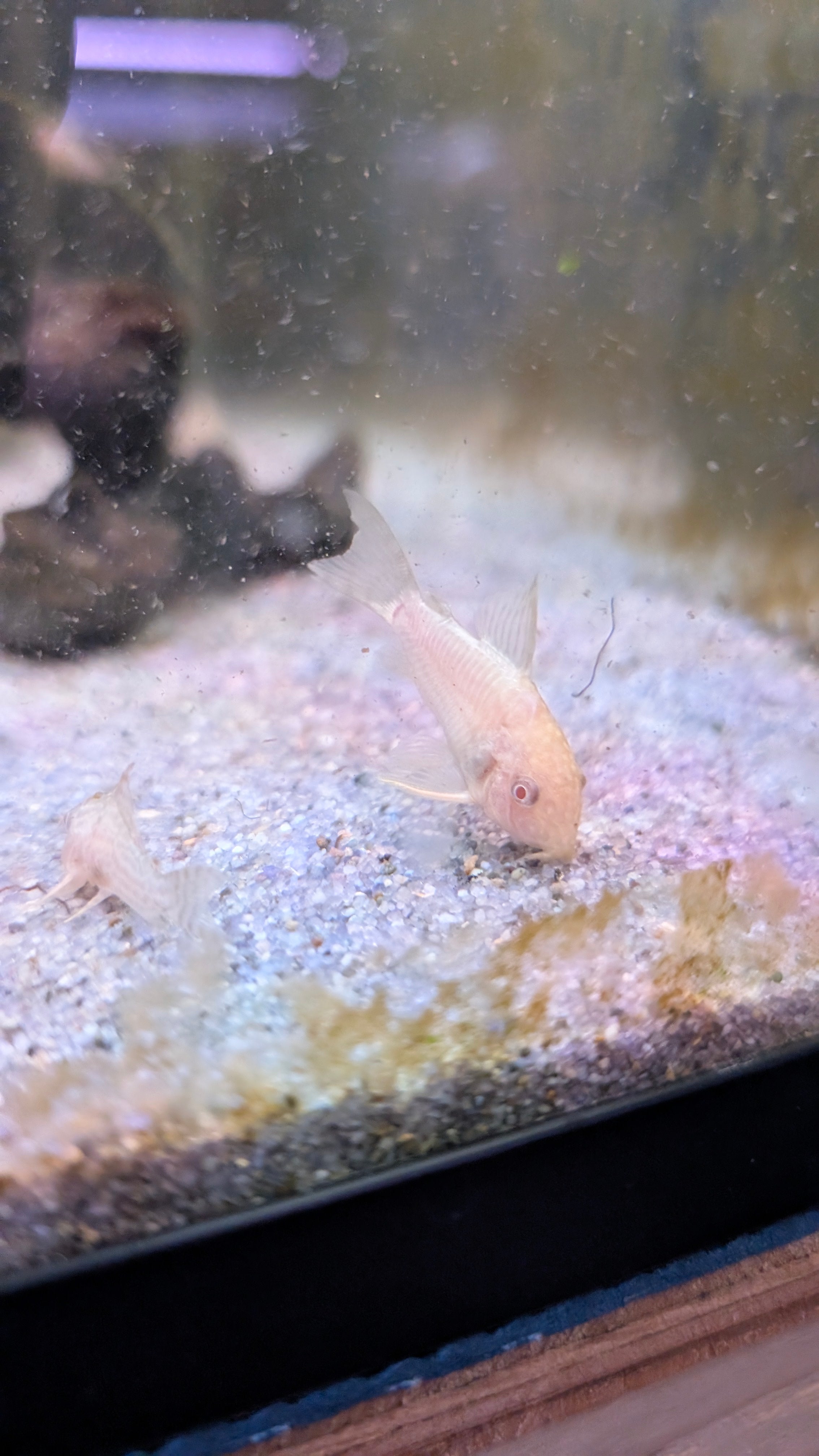 Aenus Bronze - Albino Corydoras