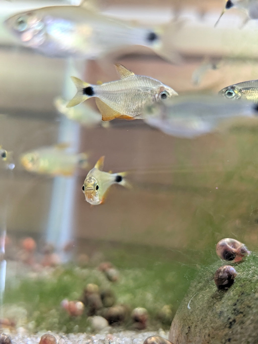 Raccoon Tetra