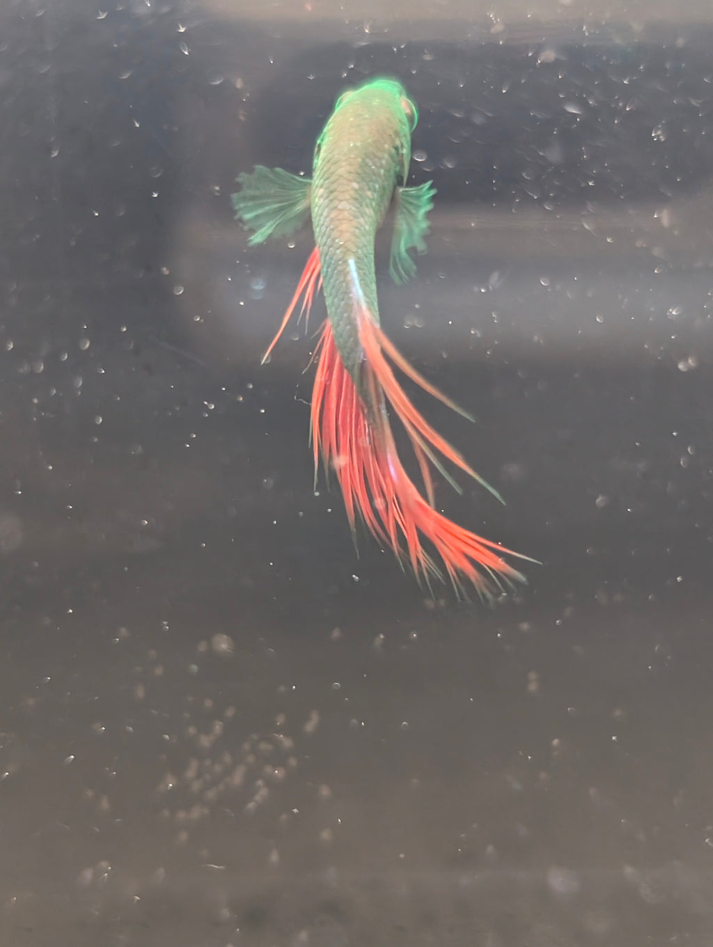 Crown Tail Red and Green Hulk Betta Male M0011