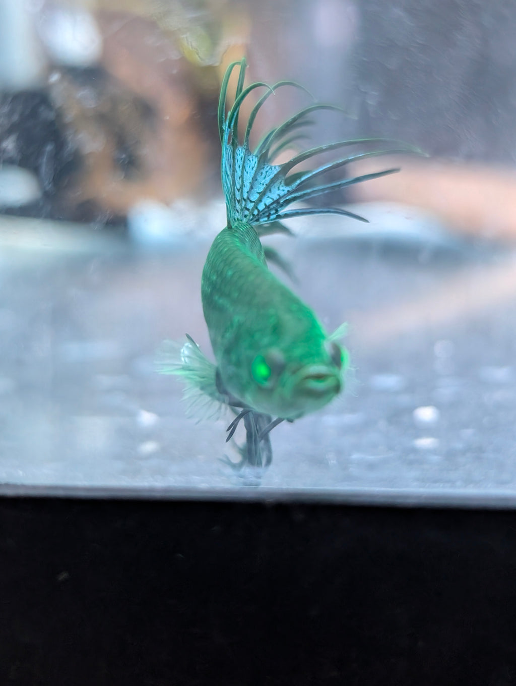 Crown Tail Green Blue Hulk Betta (Male) MC002