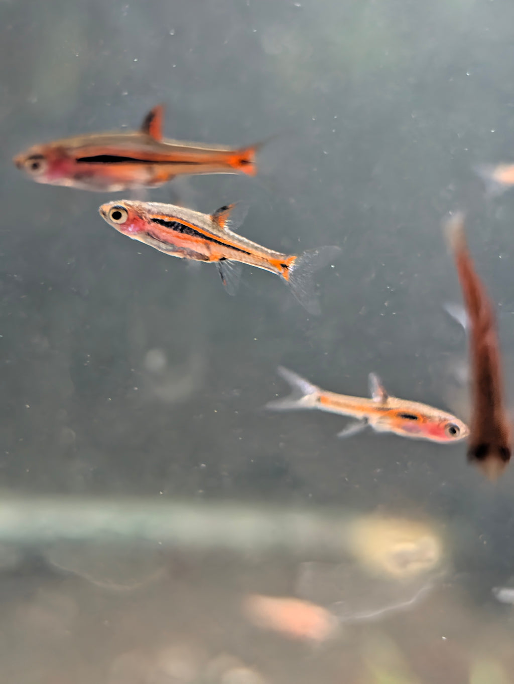 Chili Rasboras