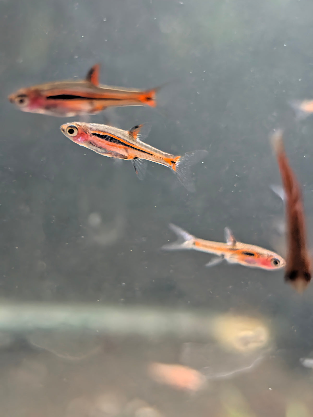 Chili Rasboras