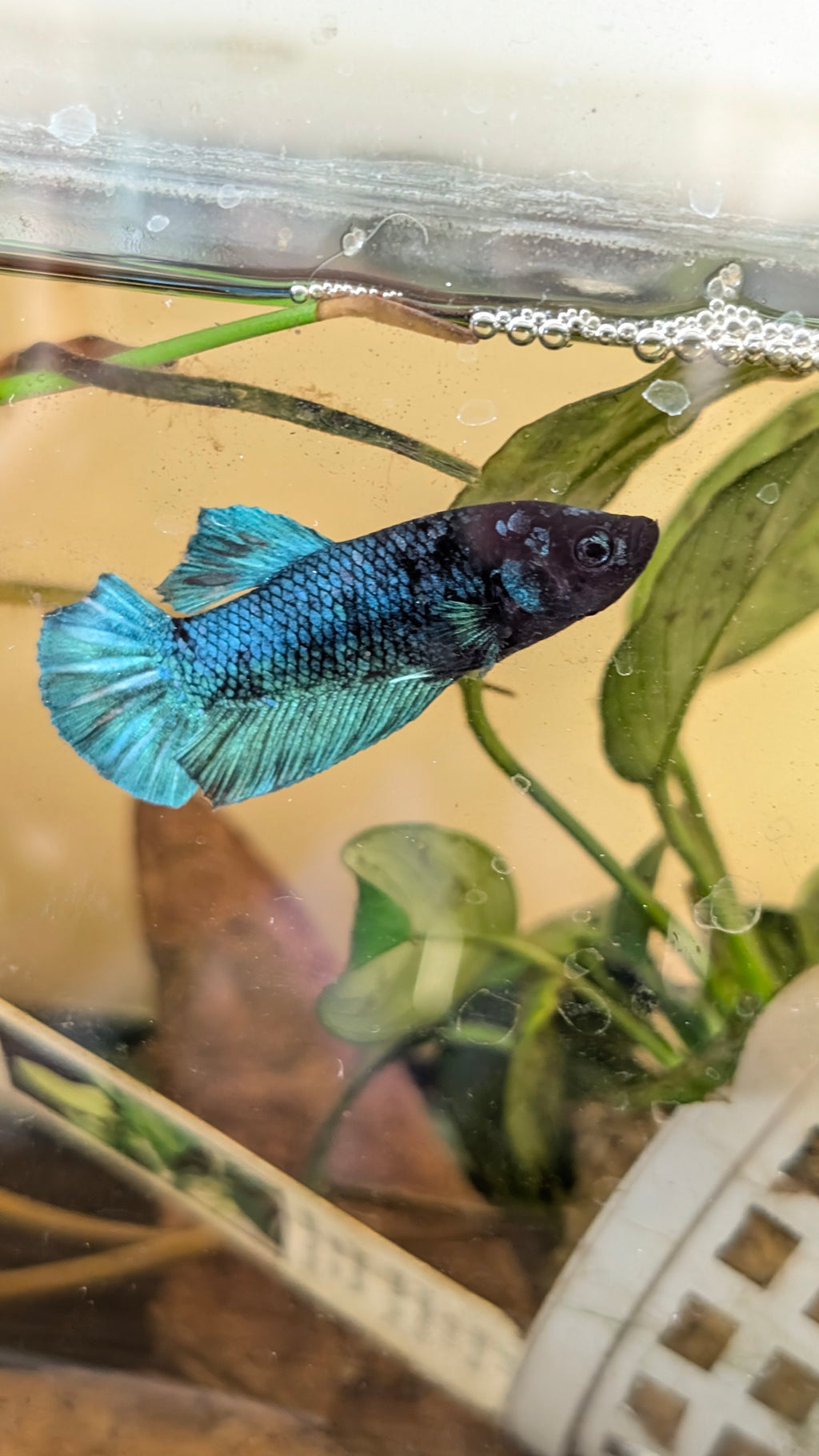 Male Halfmoon Plakat Betta M0022