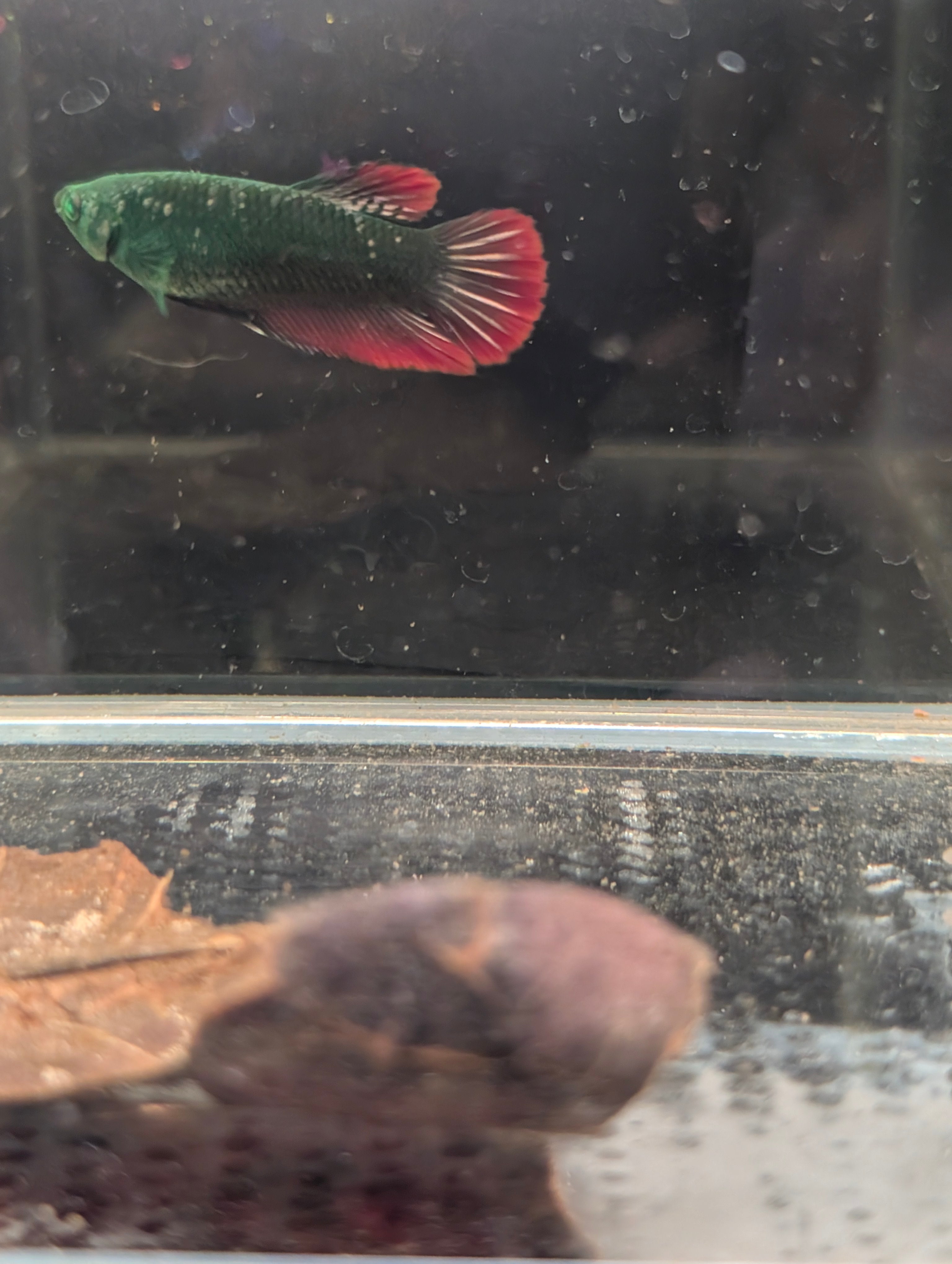 Plakat Green / Red Green Eyed Hulk Betta Female F0003