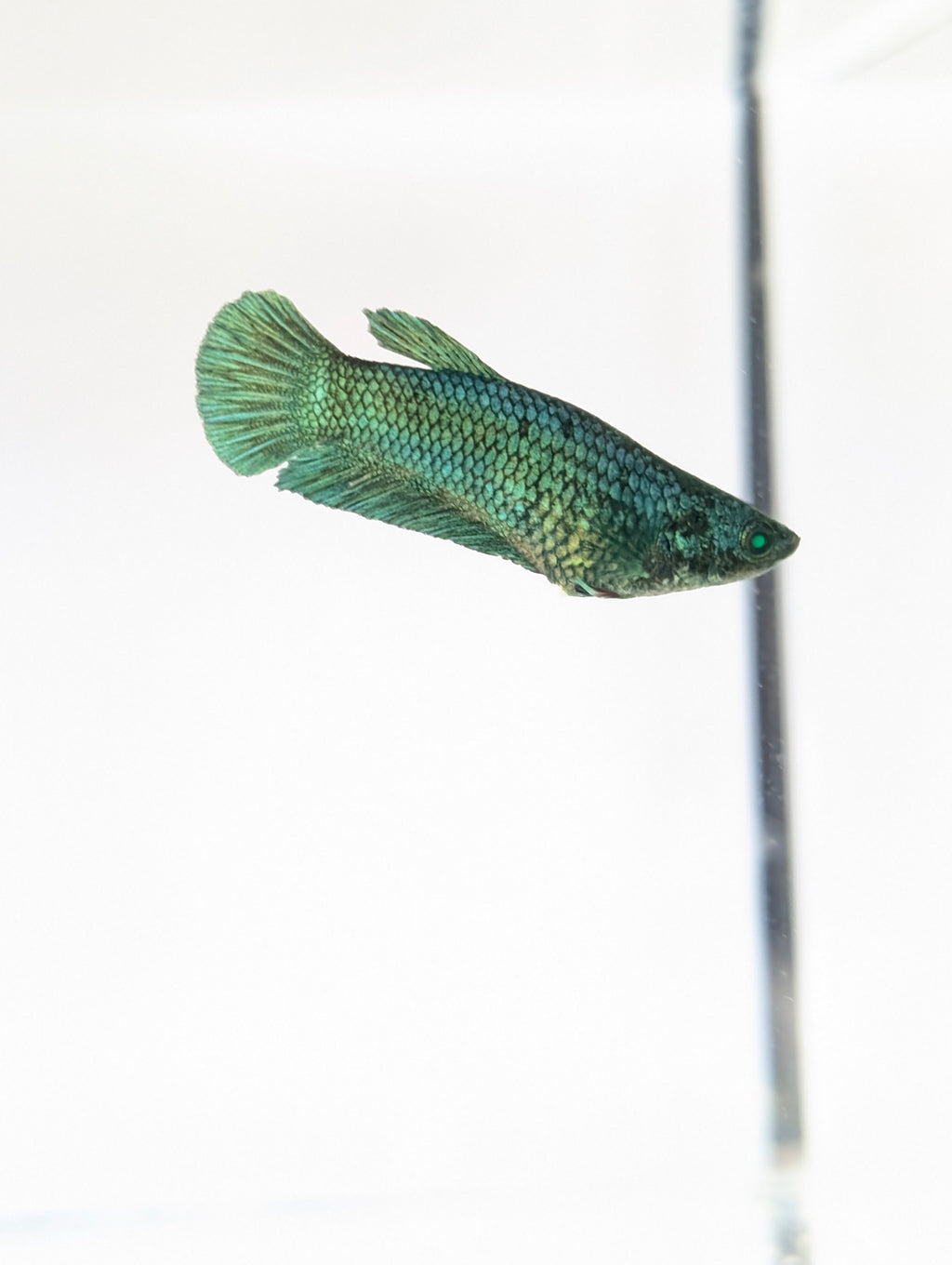 Plakat Green/ Blue / Red Green Eyed Hulk Betta Female F0006