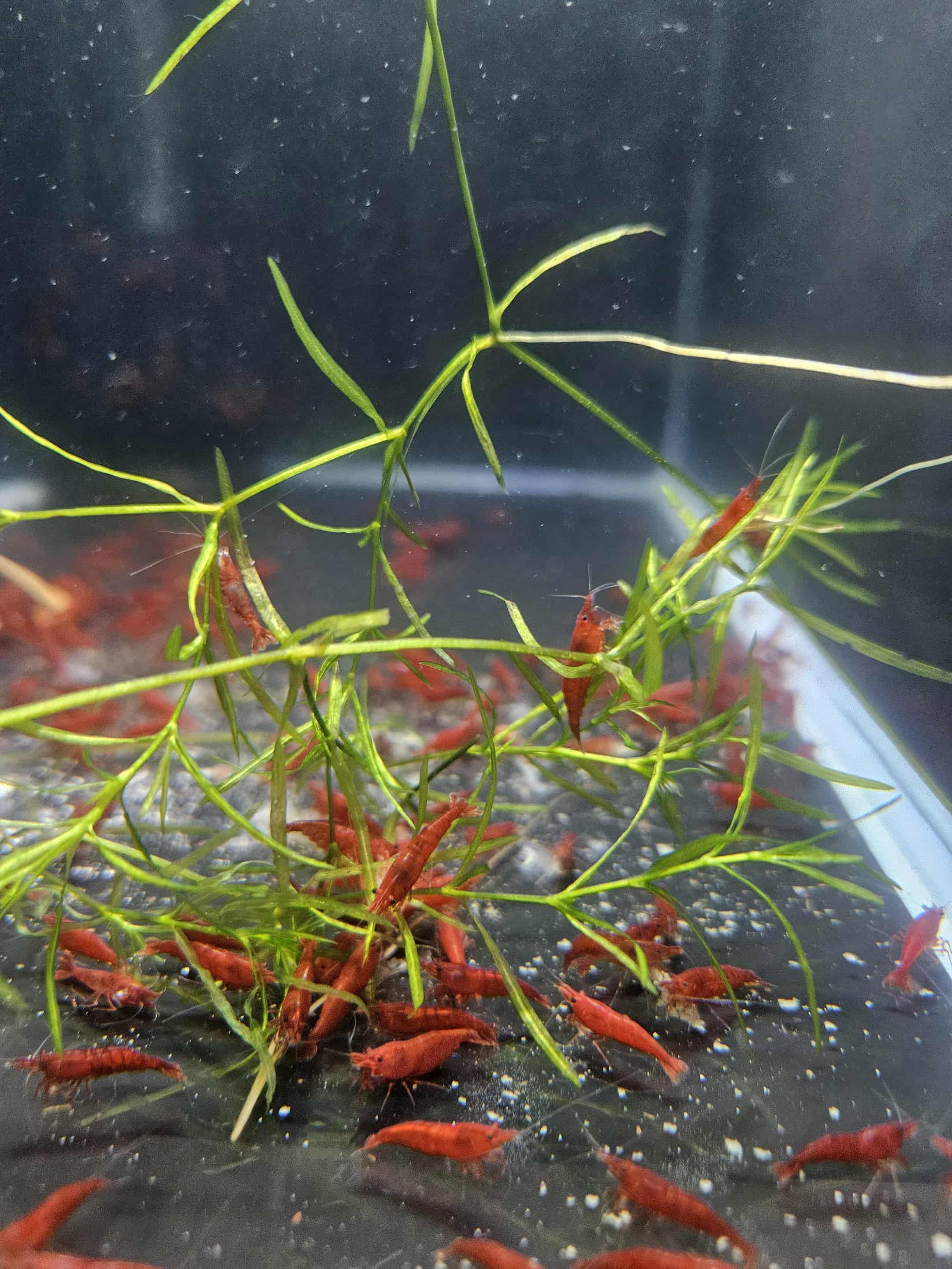 Bloody Mary Neocaridina Shrimp