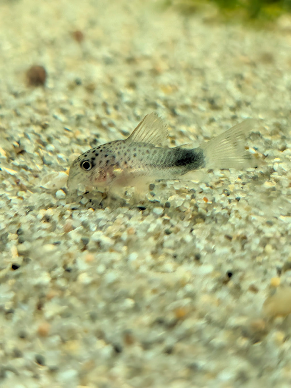Violet Smudge Spot Corydoras sp. Similis