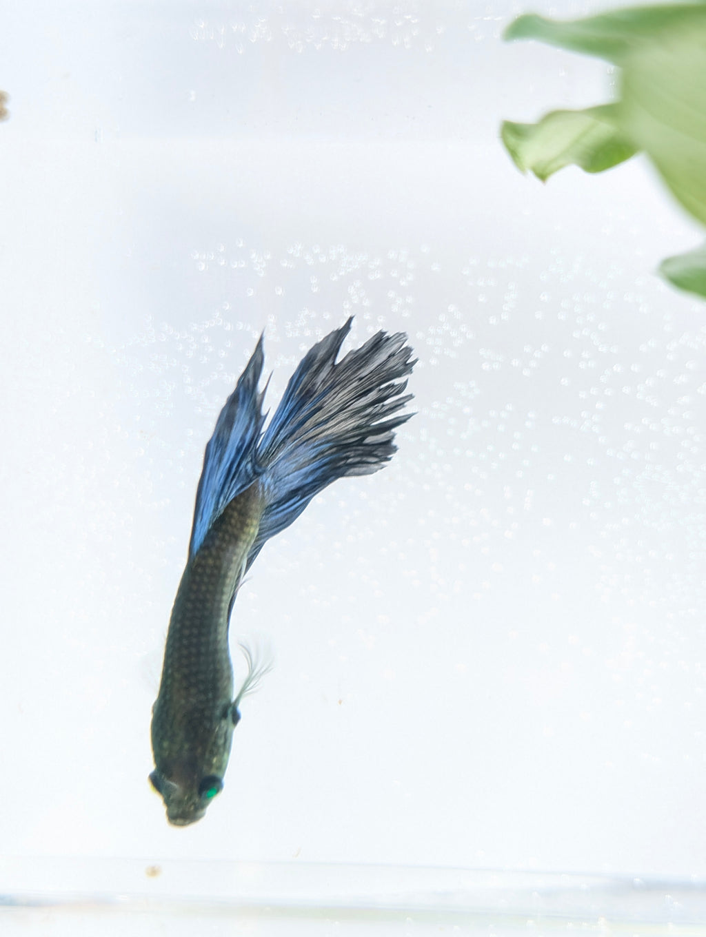 Halfmoon Green / Blue / Black Green Eyed Hulk Betta Male M0017