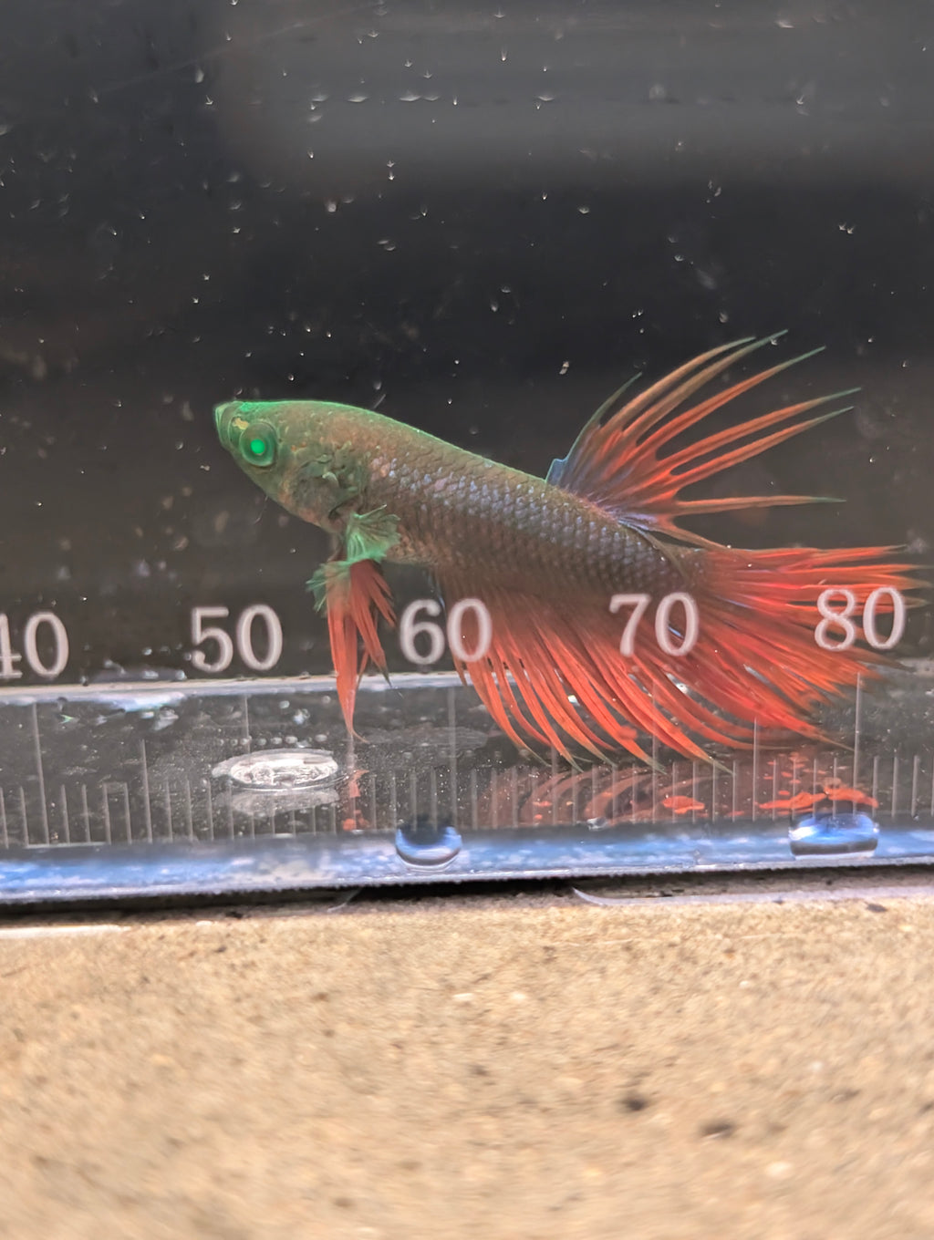 Crown Tail Red and Green Hulk Betta Male M0011