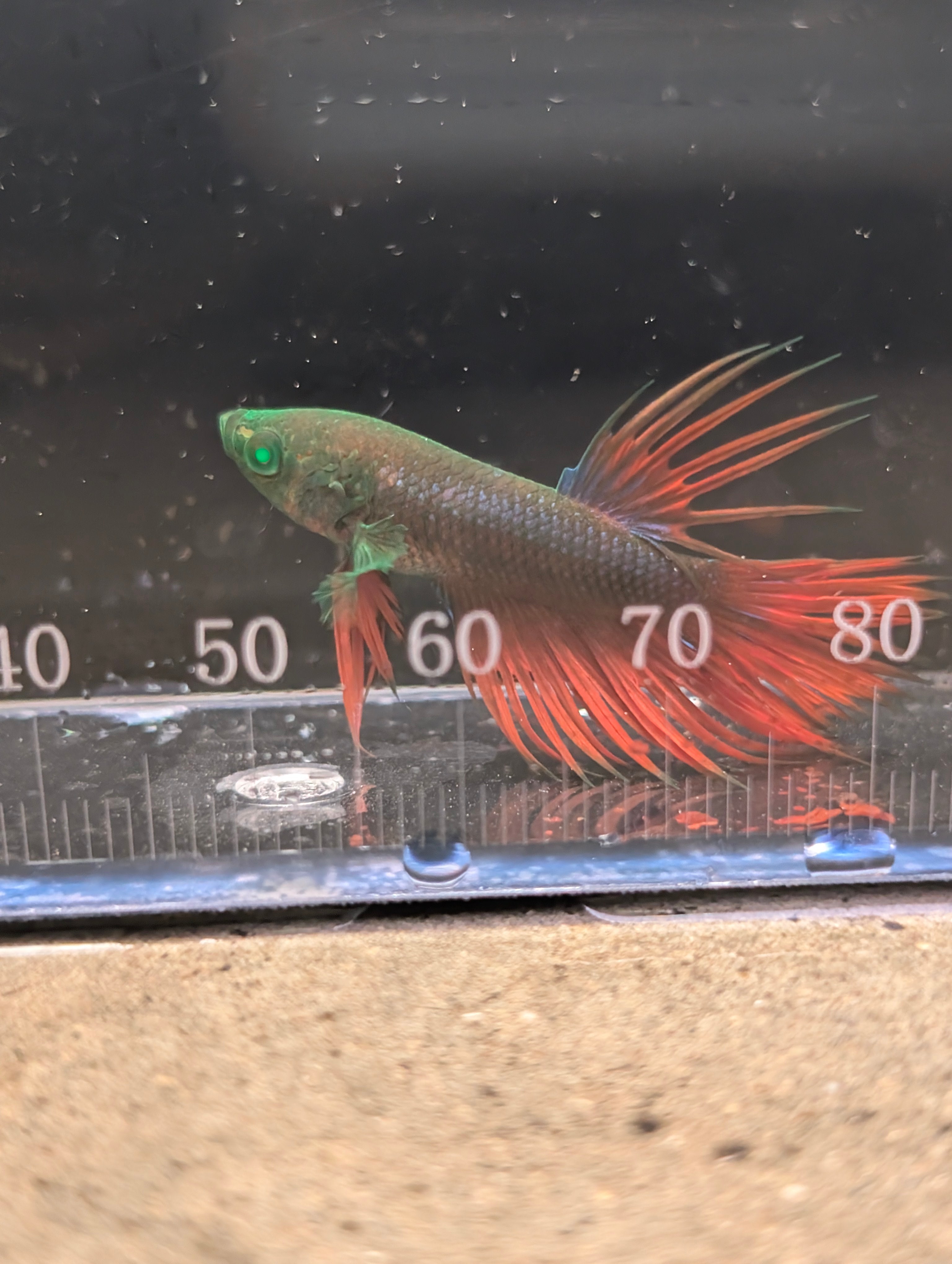 Crown Tail Red and Green Hulk Betta Male M0011