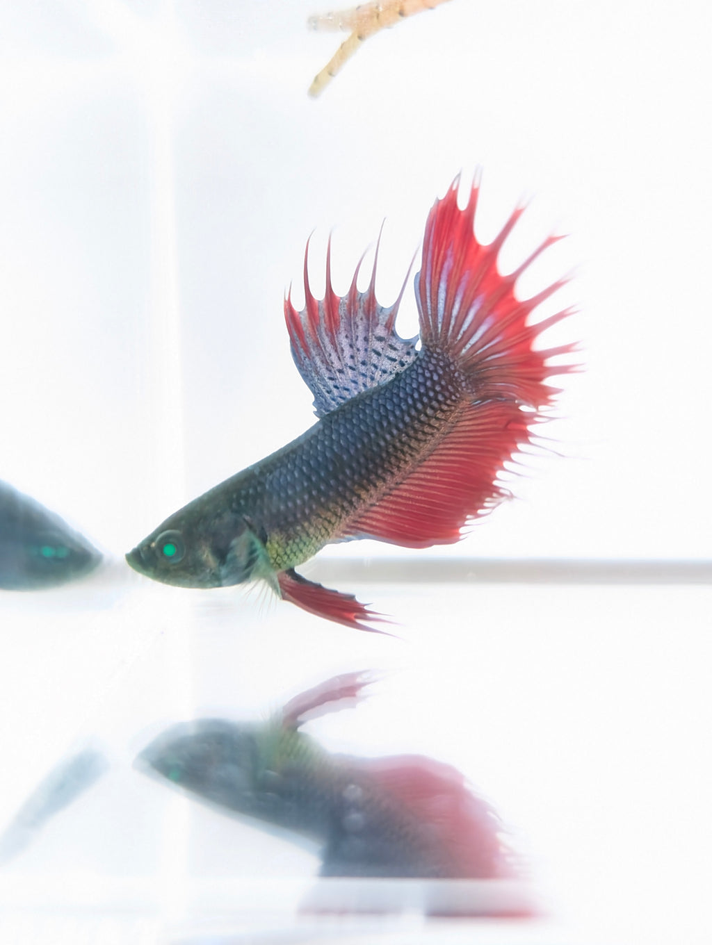 Crowntail Green / Red / Blue Green Eyed Hulk Betta Male M0020