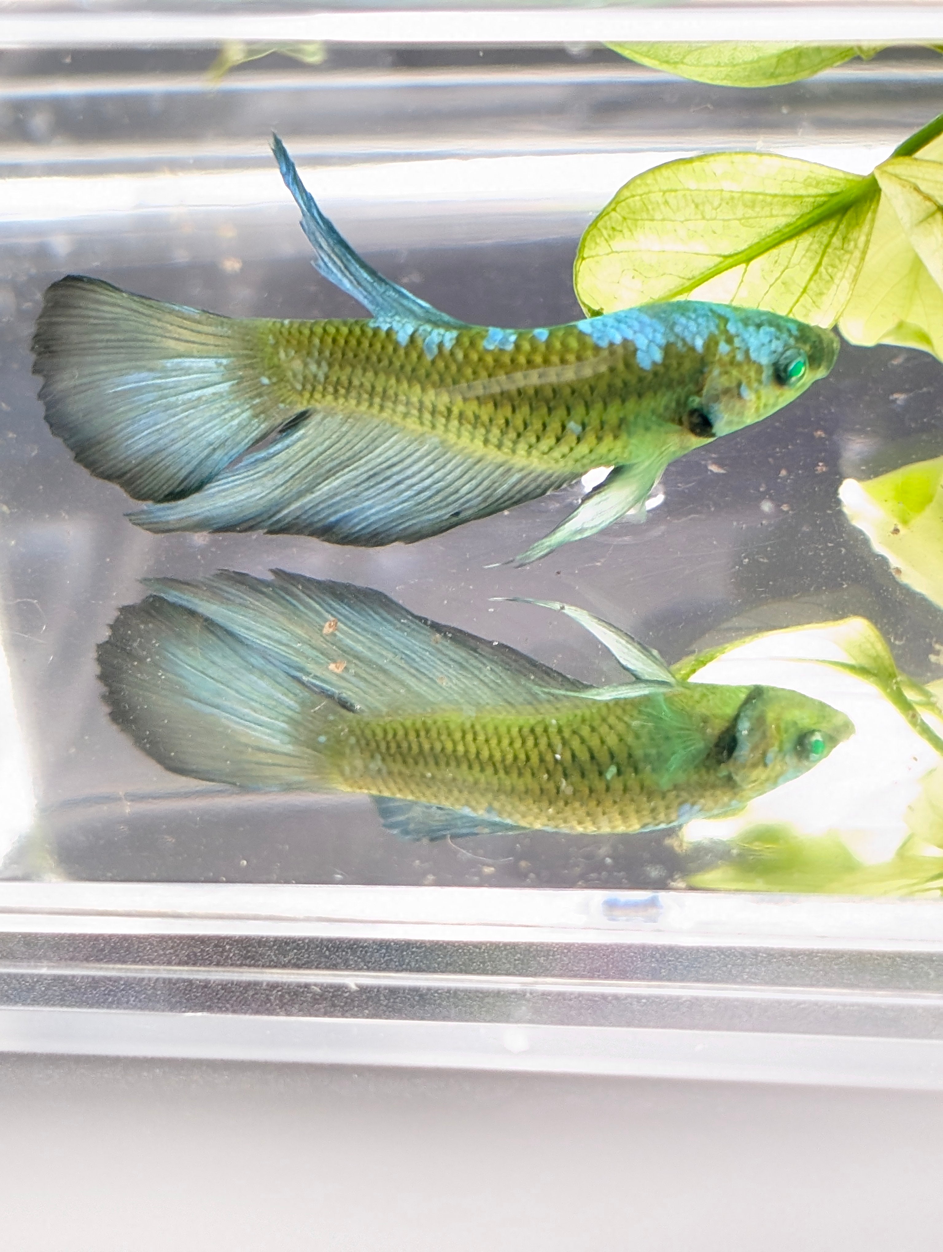 Halfmoon Green / Blue / Black Green Eyed Hulk Betta Male M0016