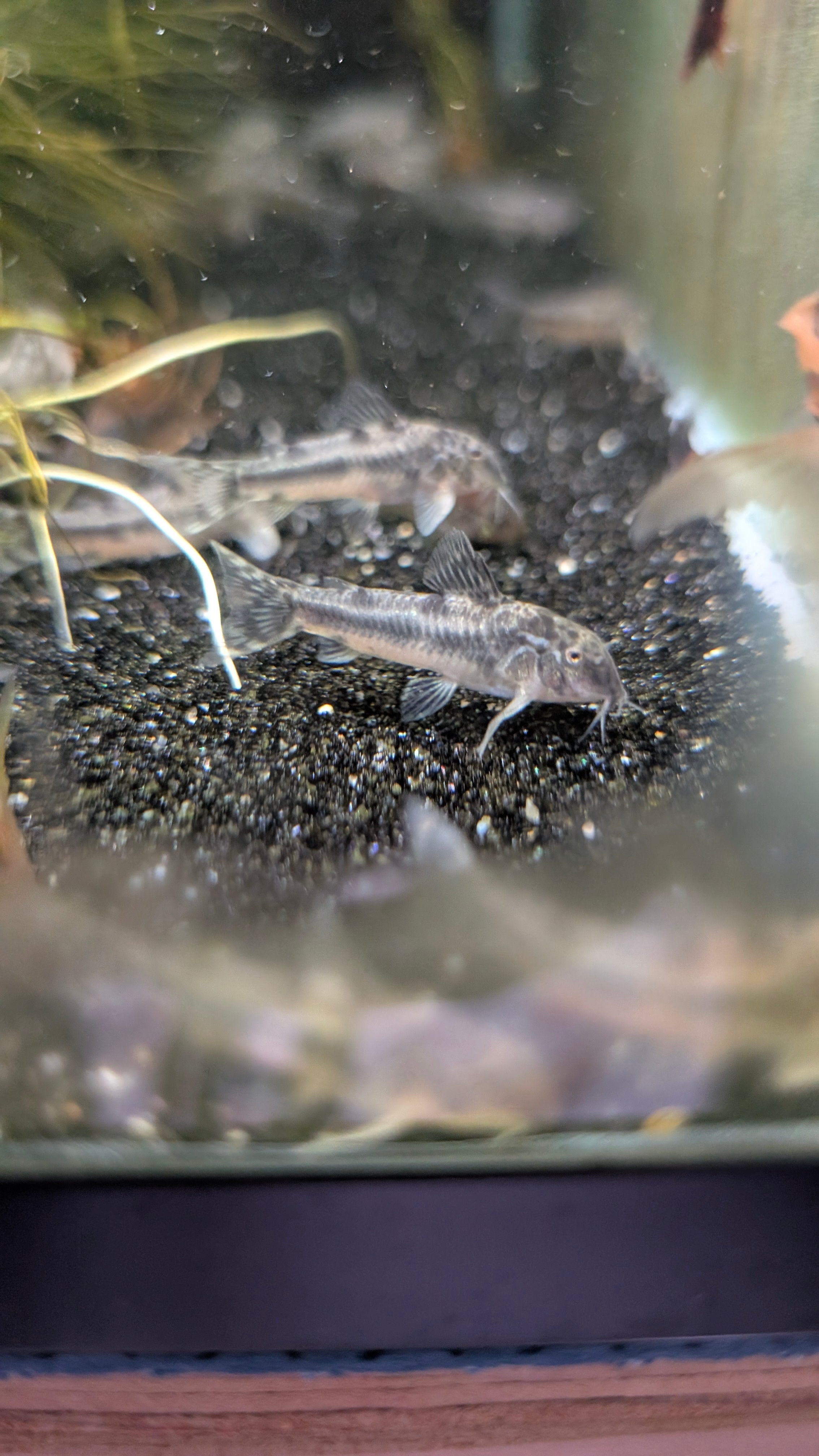 Aspidoras Raimundi
