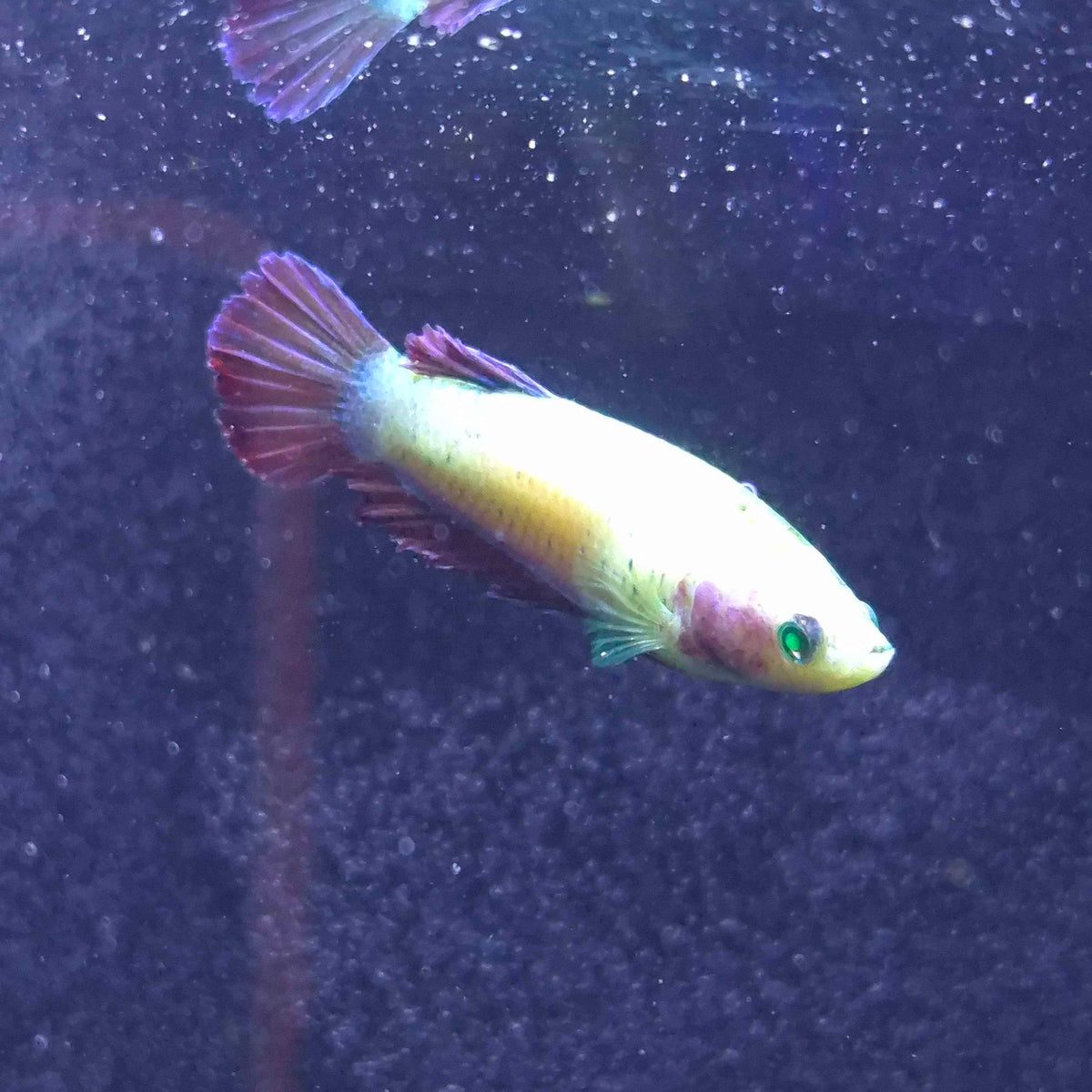 Yellow Red Plakat Green Eyed Hulk Betta Female F0019