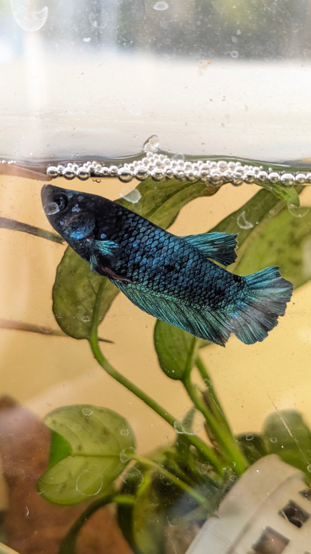 Male Halfmoon Plakat Betta M0022