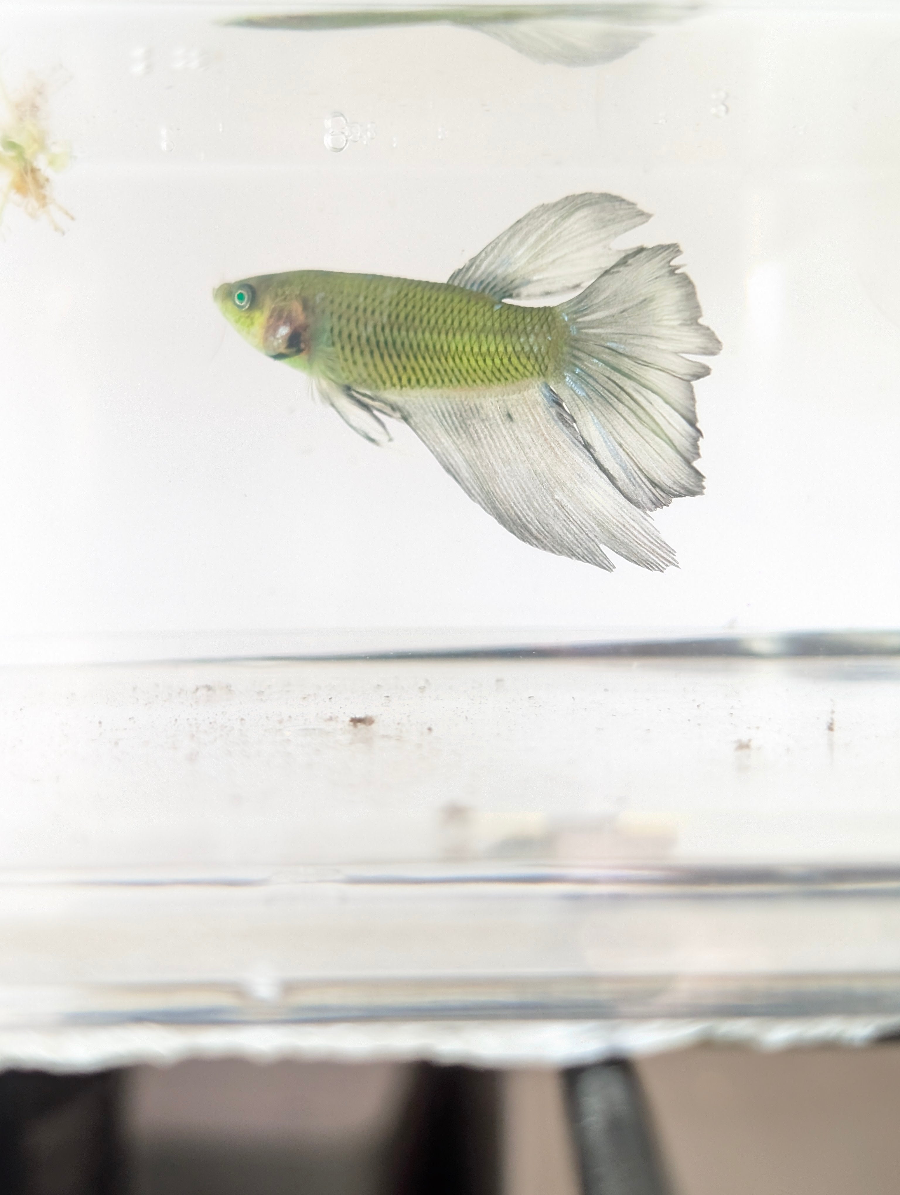 Halfmoon Green / Blue / Black Green Eyed Hulk Betta Male M0019