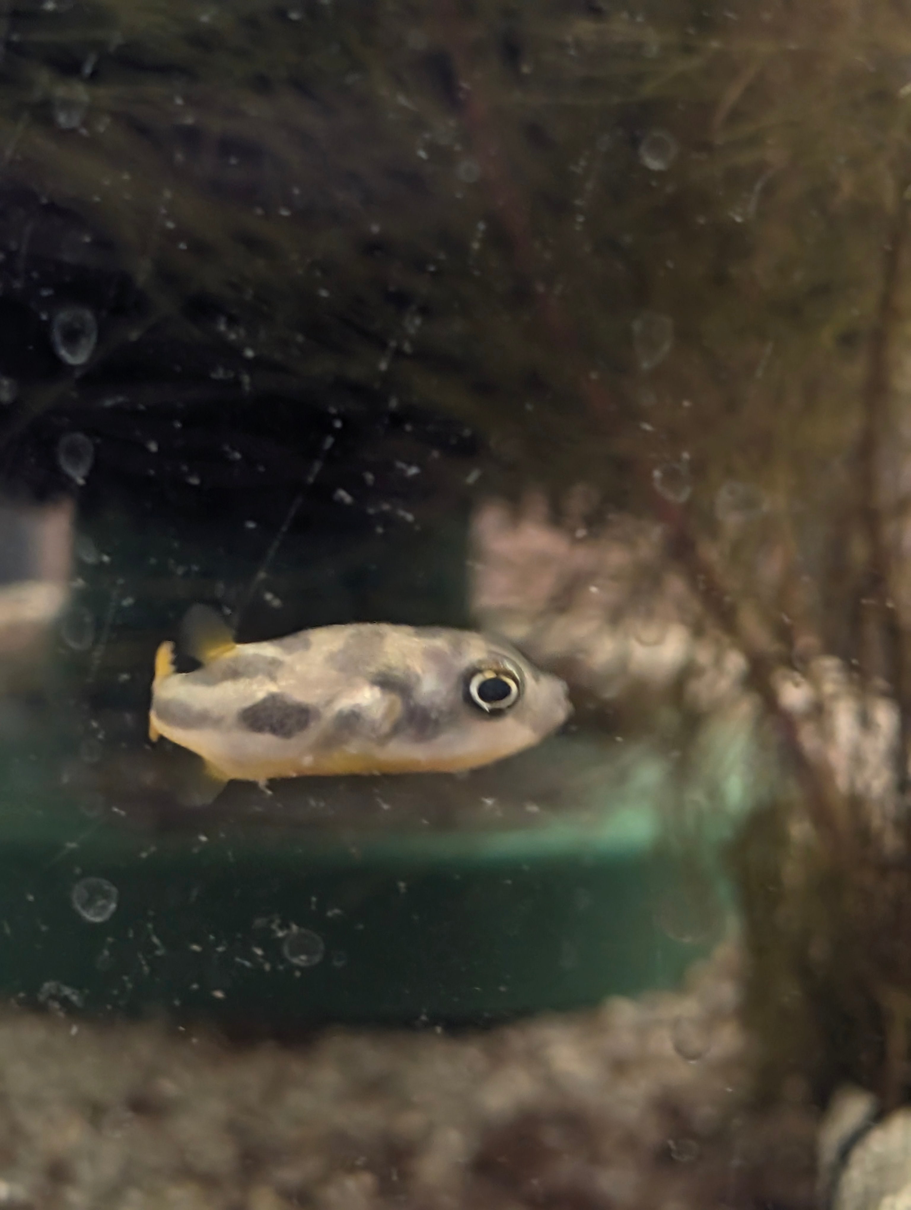 Pea Puffer