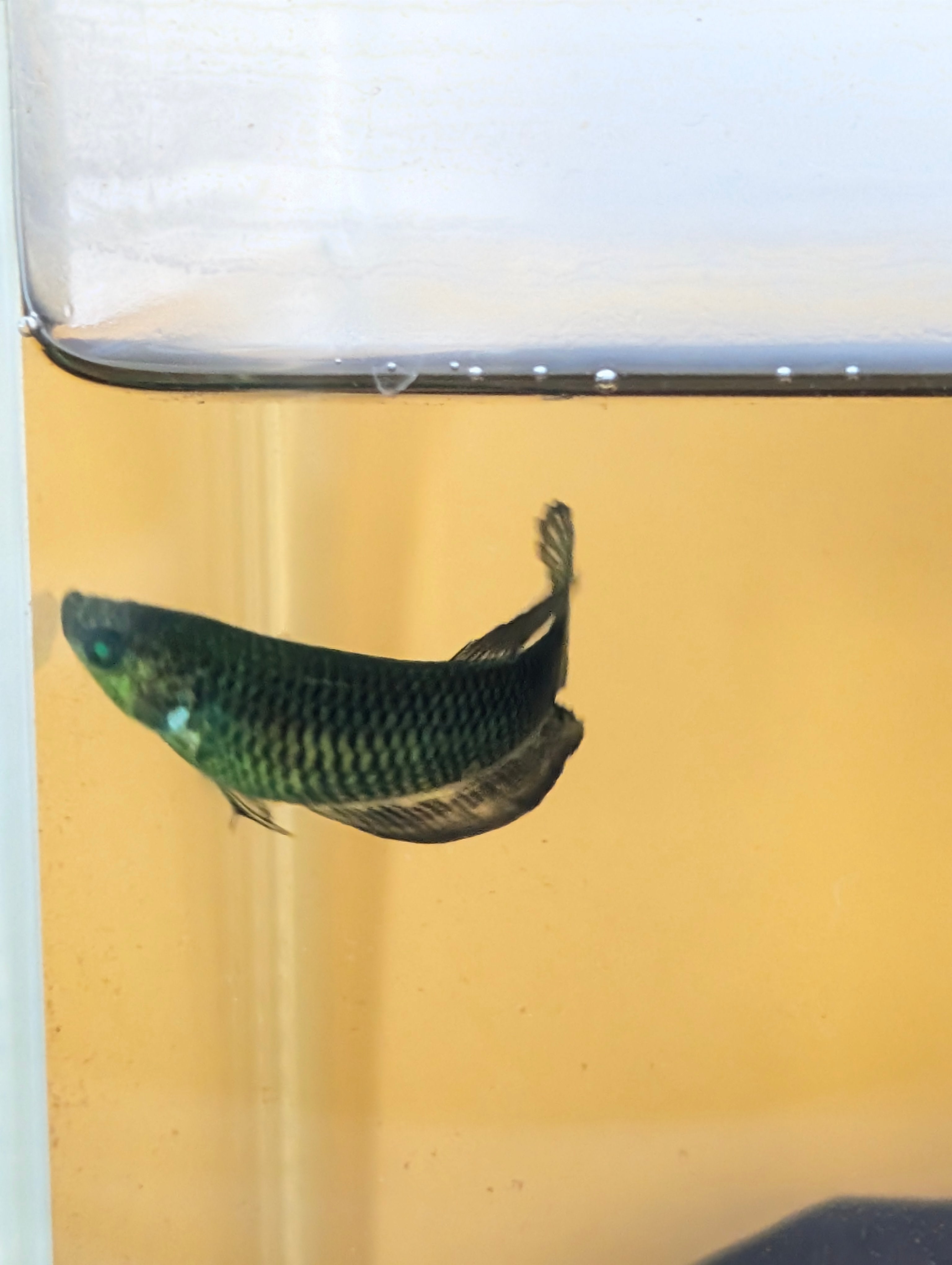 Plakat Green Eye Hulk Female F0009