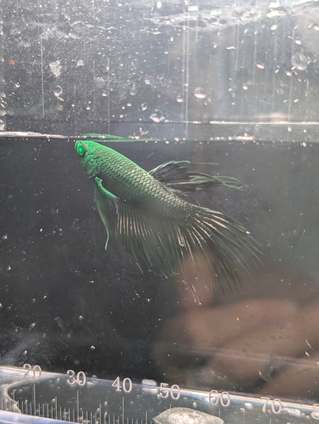 Crown Tail Green Hulk Betta Male M0007