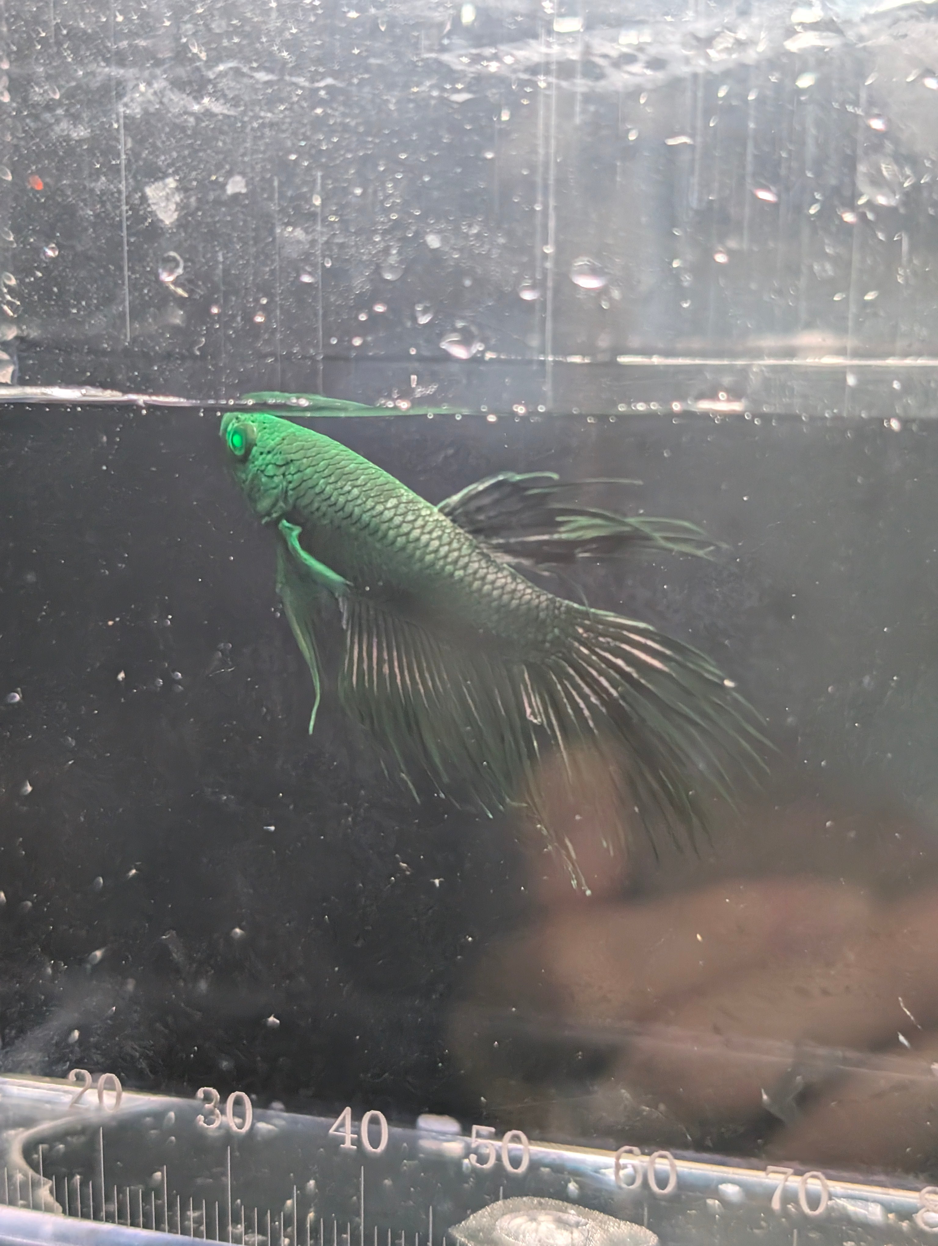 Crown Tail Green Hulk Betta Male M0007