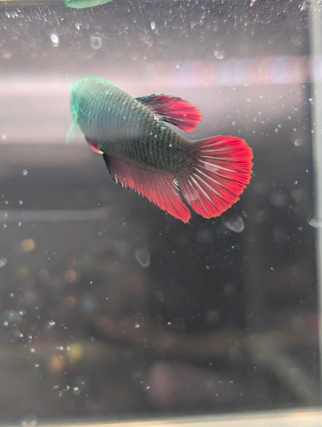 Plakat Avatar Red and Green Hulk Betta Female F0001