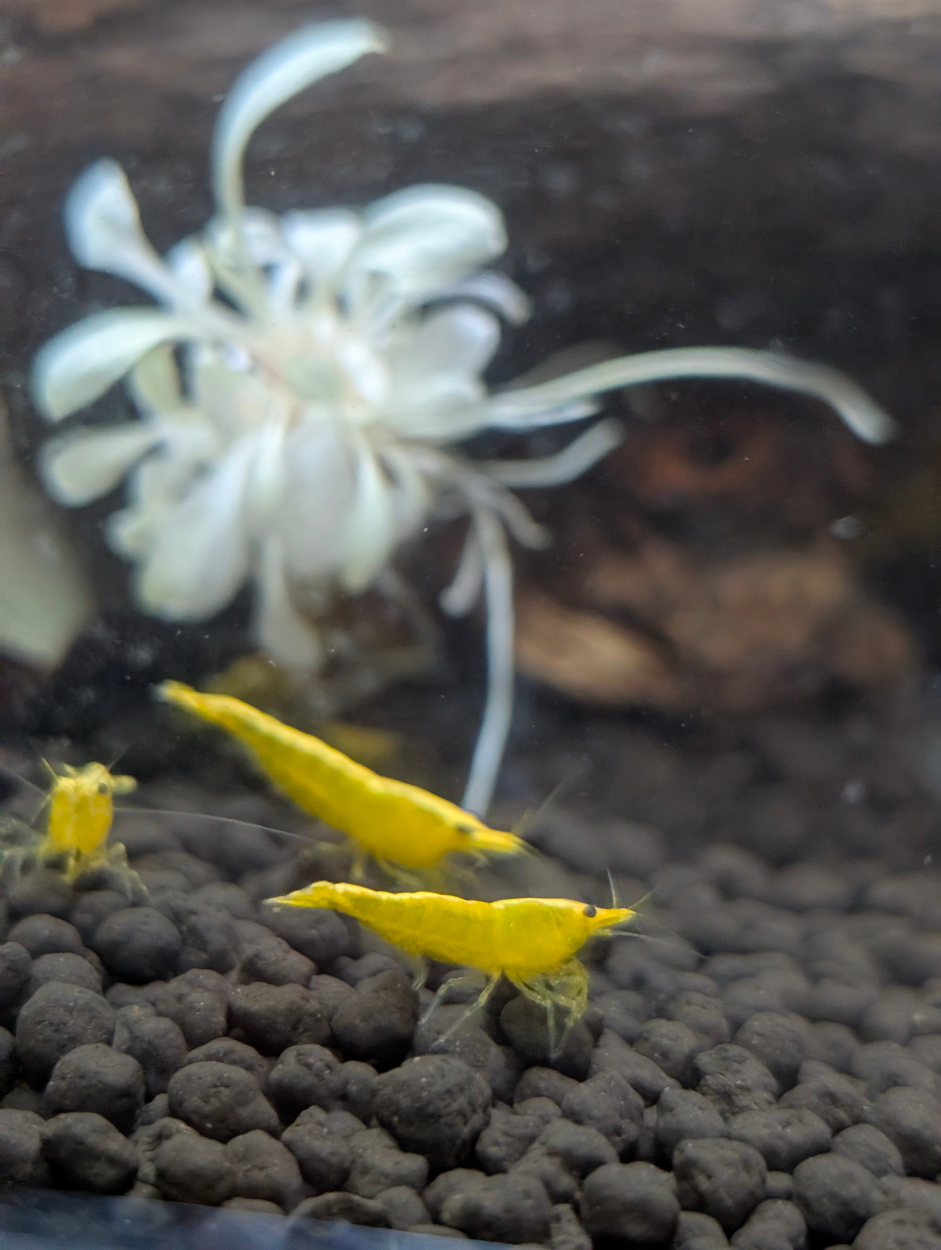 Golden Back Yellow Neocaridina Shrimp