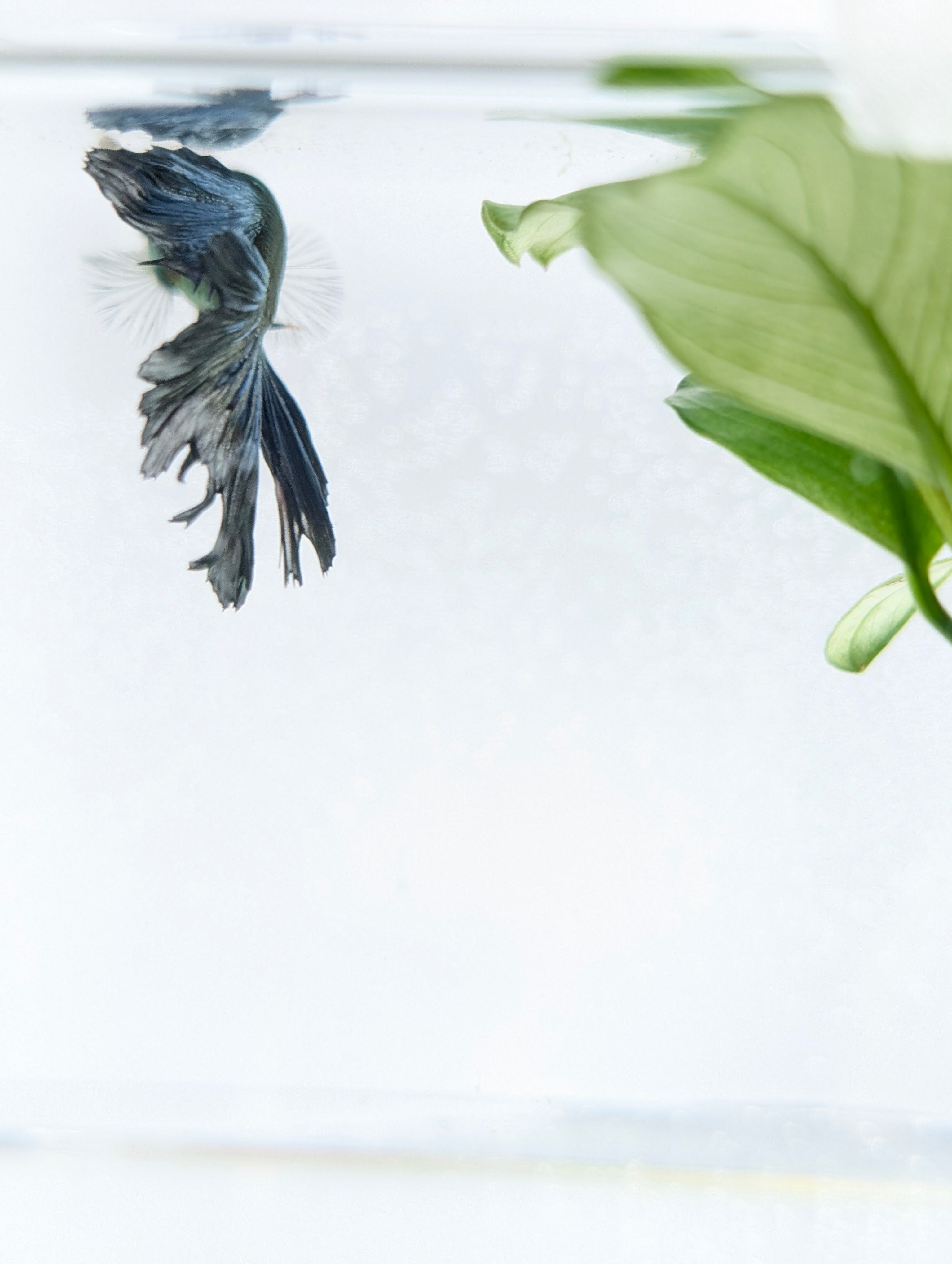 Halfmoon Green / Blue / Black Green Eyed Hulk Betta Male M0017