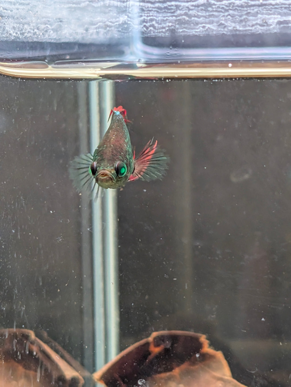 Crown Tail Red/Blue/Green Green Eyed Hulk Betta Male M0012
