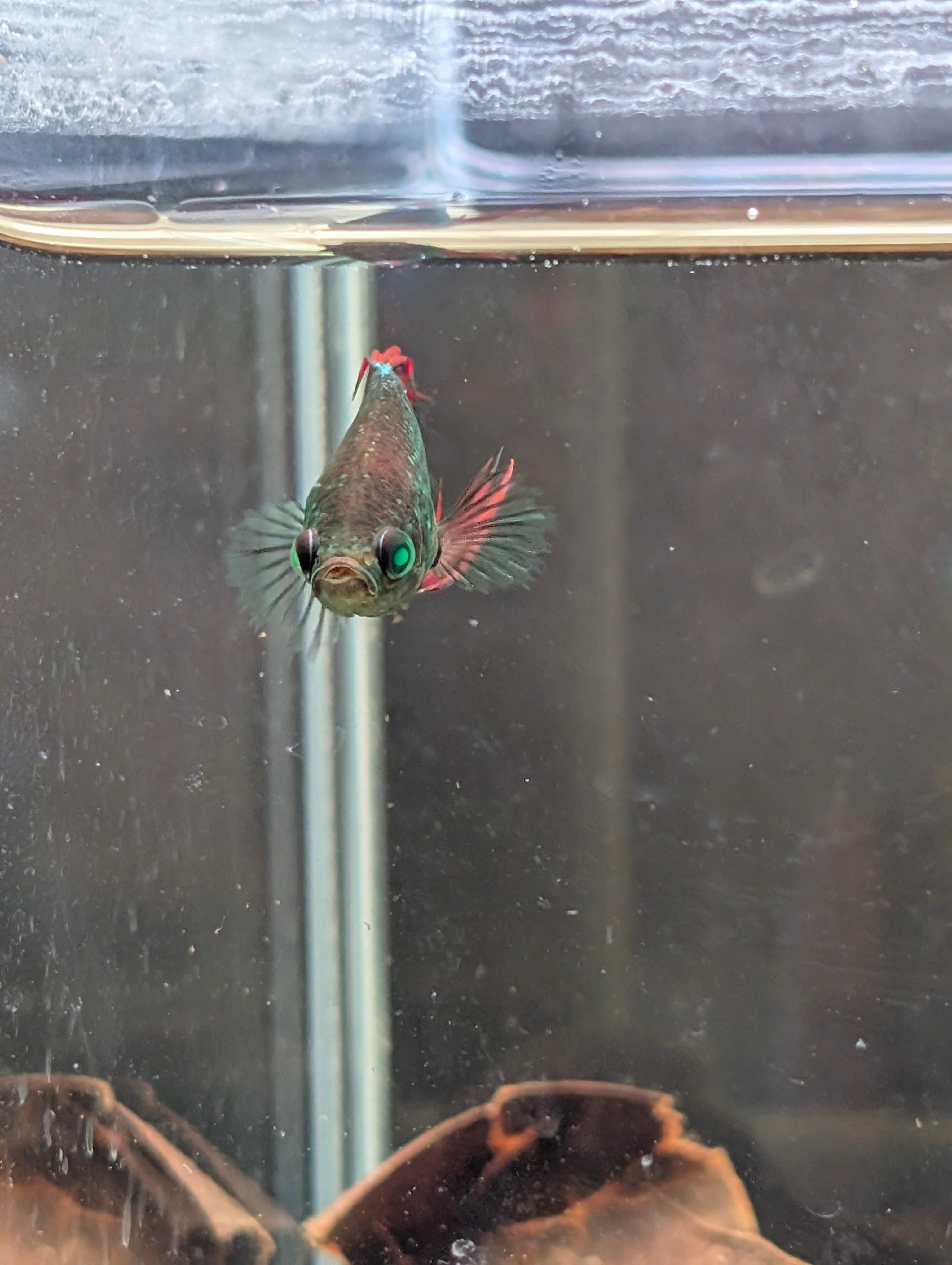 Crown Tail Red/Blue/Green Green Eyed Hulk Betta Male M0012