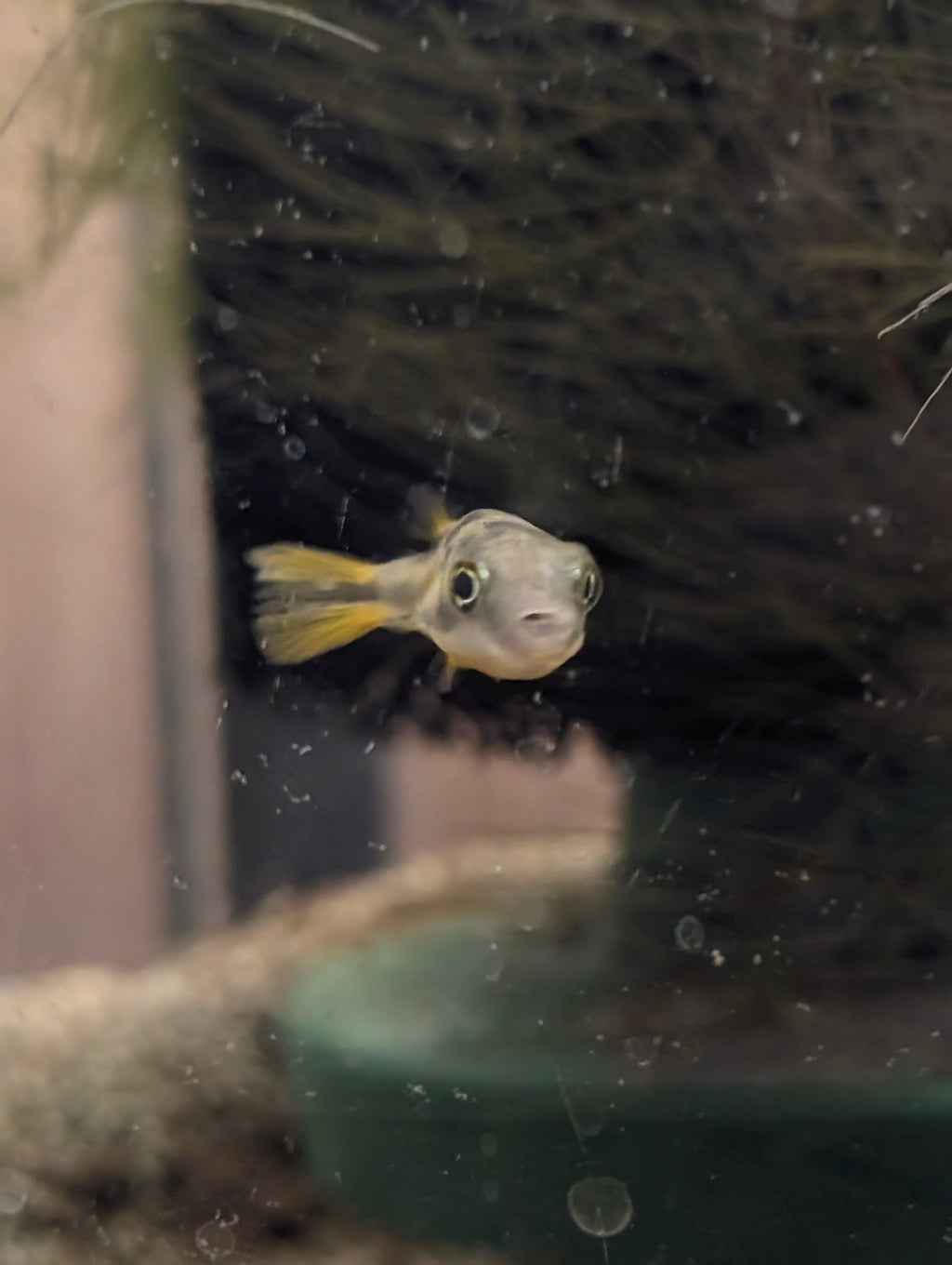 Pea Puffer