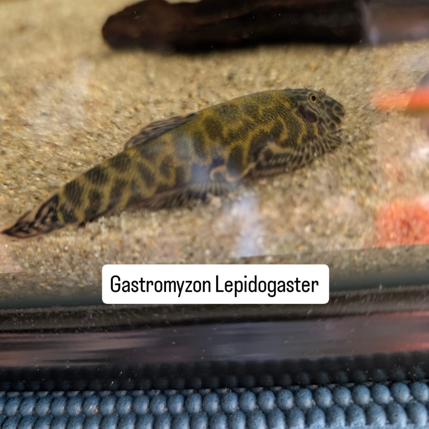 Green Body Gastromyzon