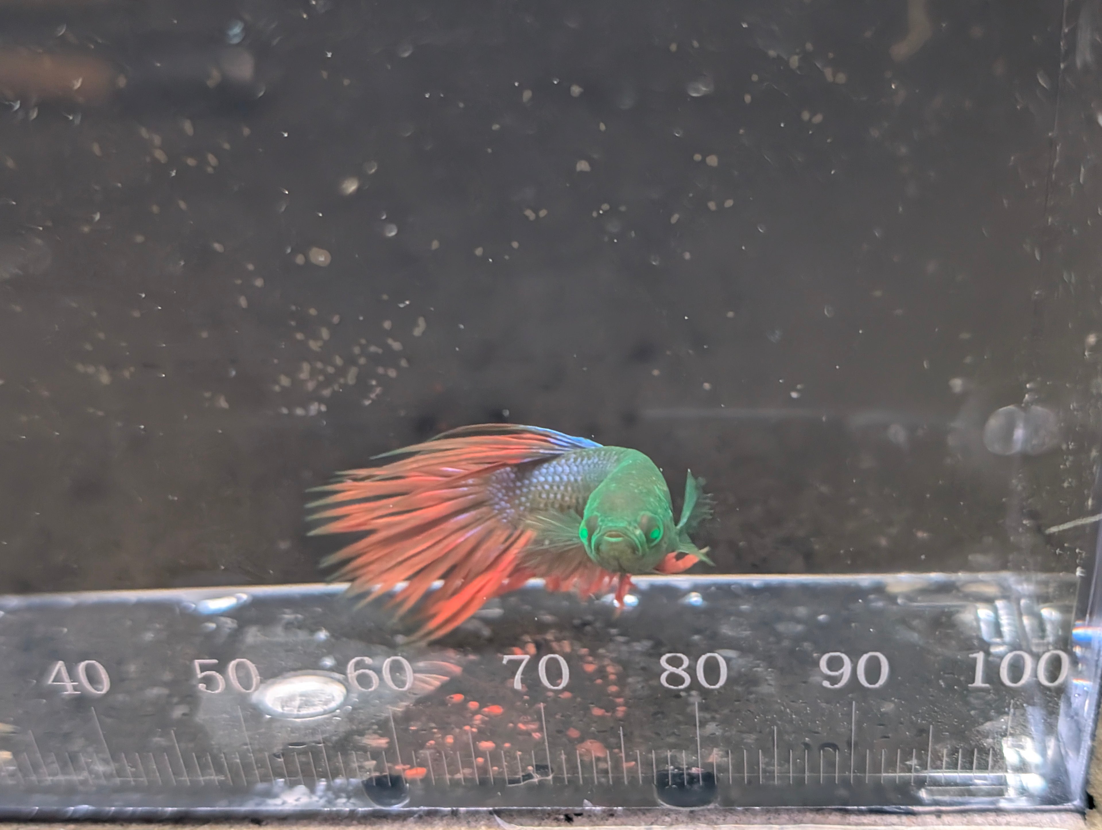 Crown Tail Red and Green Hulk Betta Male M0011
