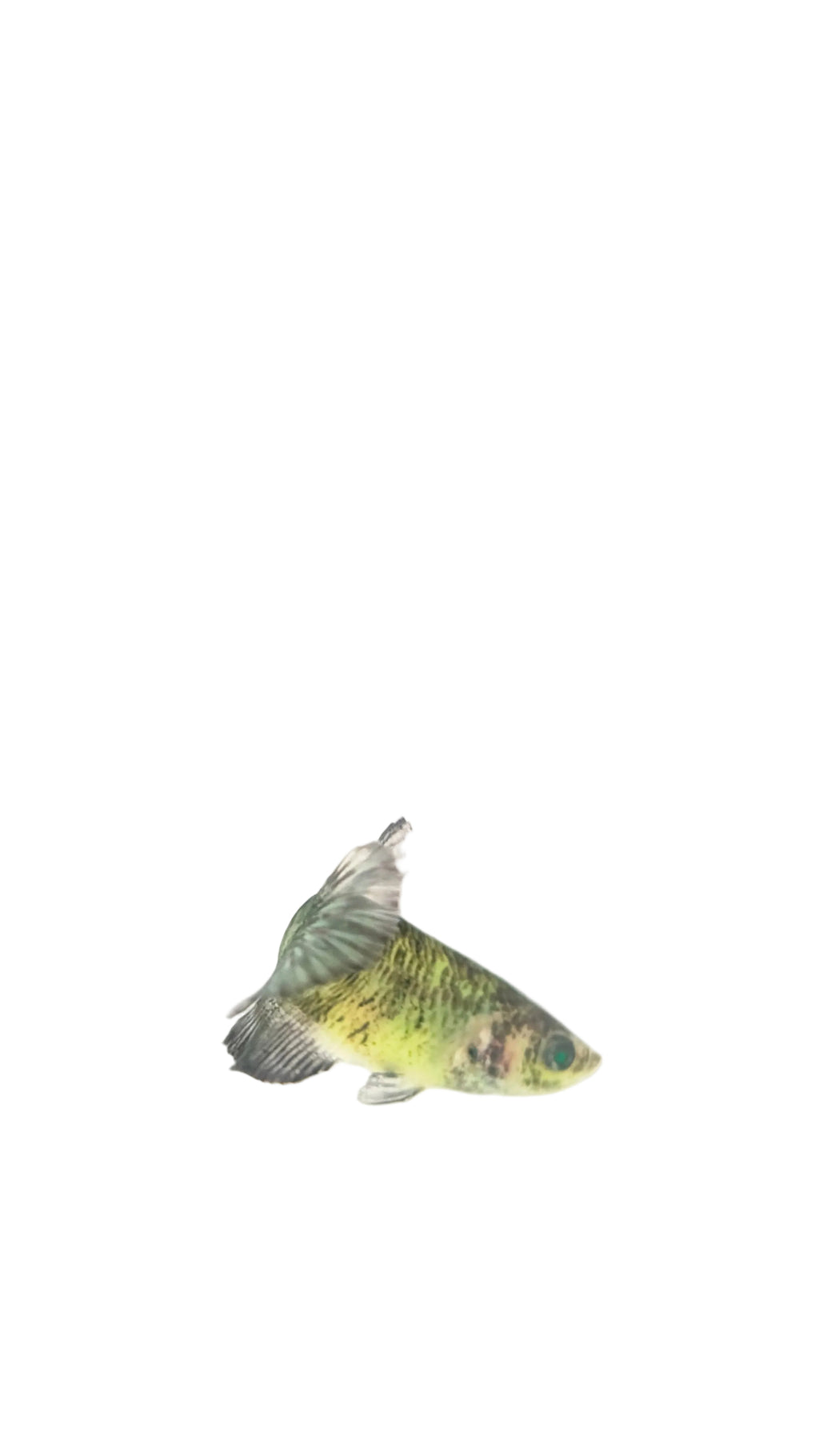 Female Halfmoon Plakat Neon Green Eyed Hulk Betta F0017