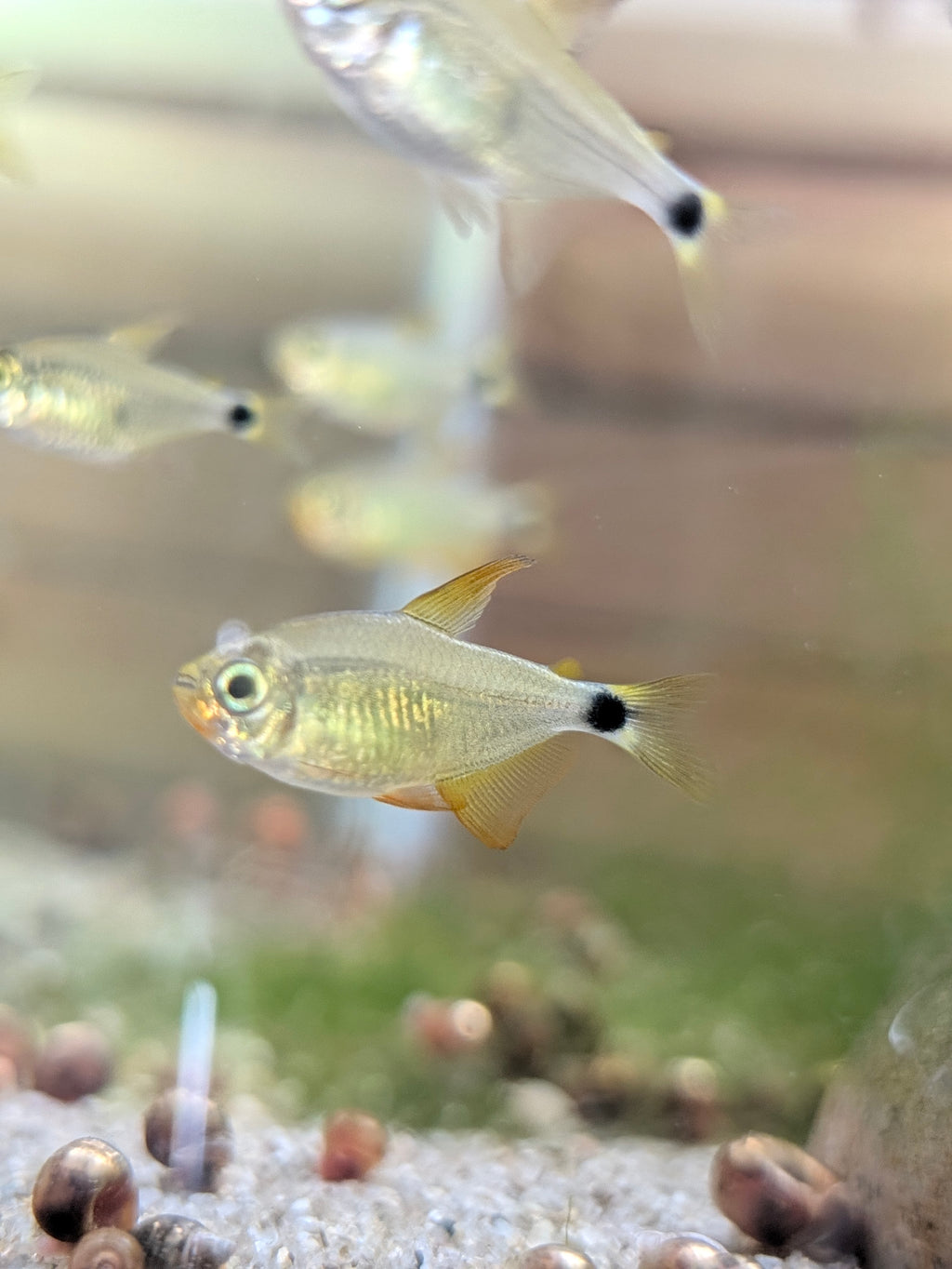 Raccoon Tetra