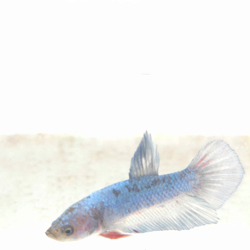 HMP Betta Male M0025