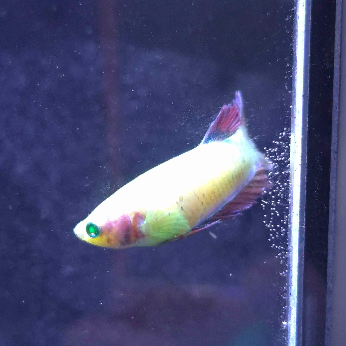 Yellow Red Plakat Green Eyed Hulk Betta Female F0019