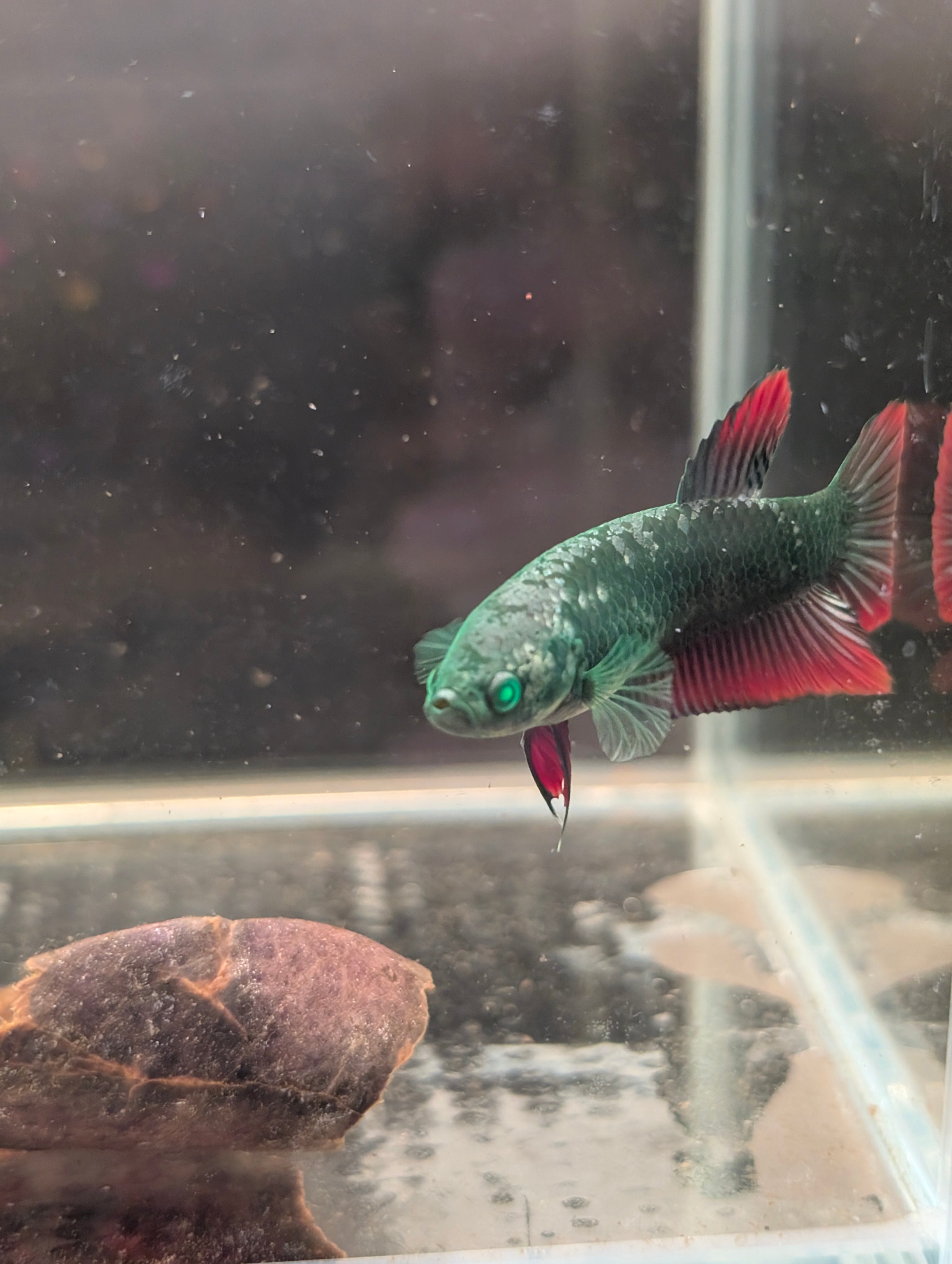 Plakat Green / Red Green Eyed Hulk Betta Female F0003