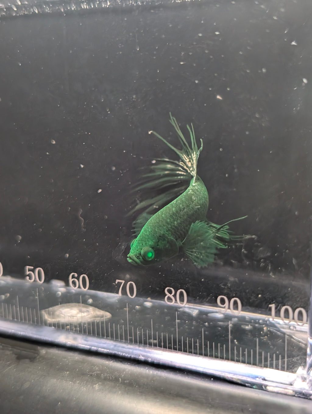 Crown Tail Green Hulk Betta Male M0007