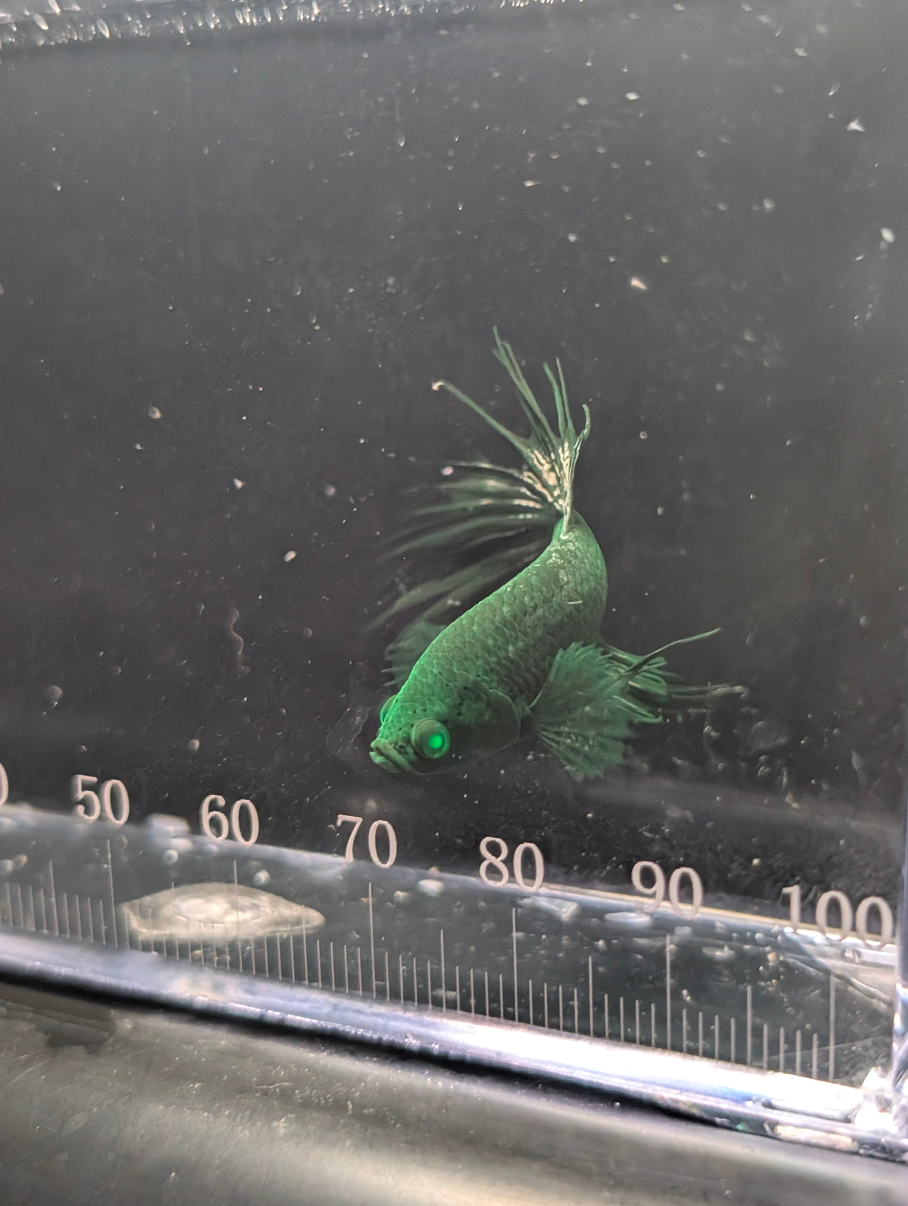 Crown Tail Green Hulk Betta Male M0007