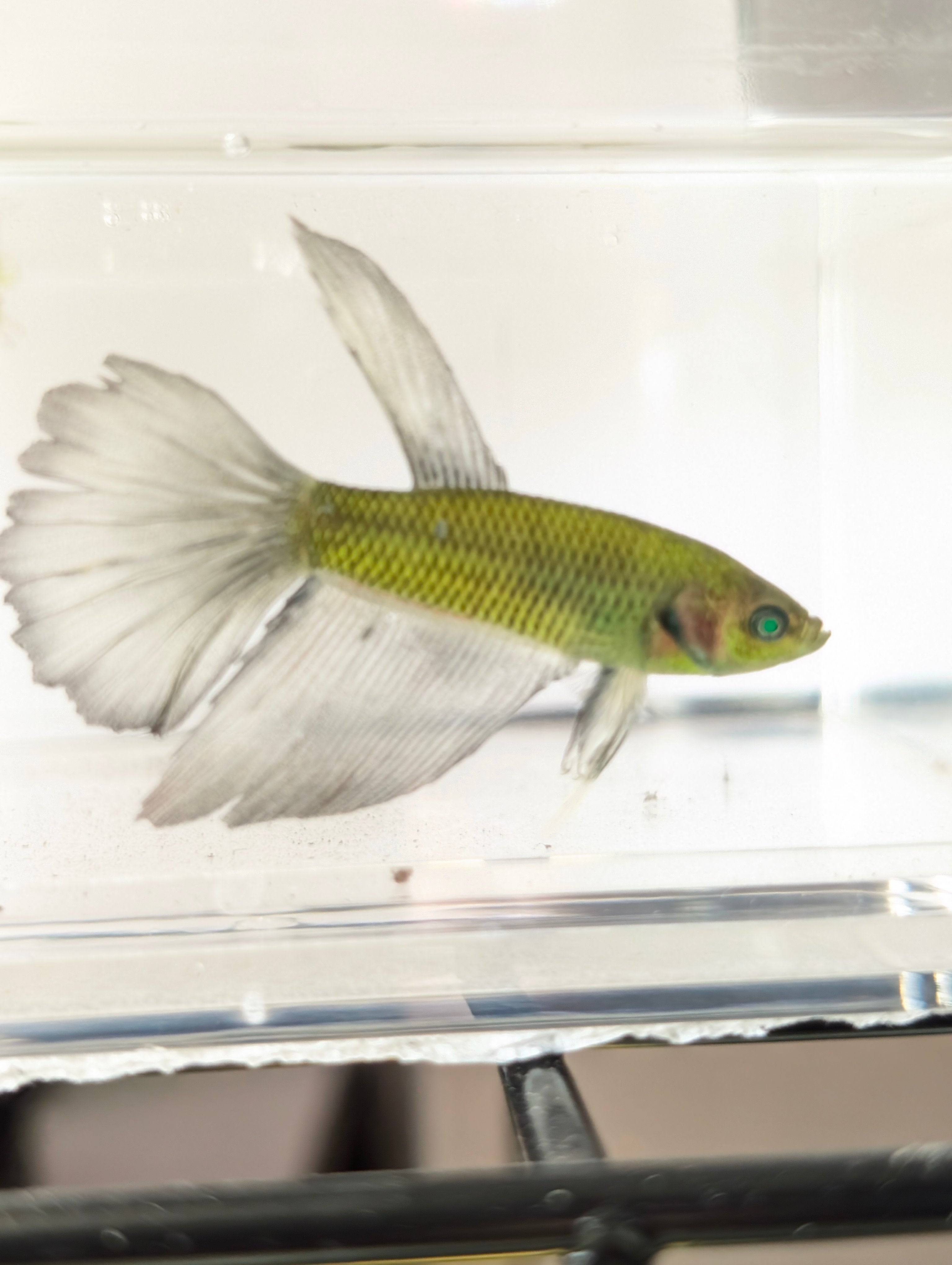Halfmoon Green / Blue / Black Green Eyed Hulk Betta Male M0019